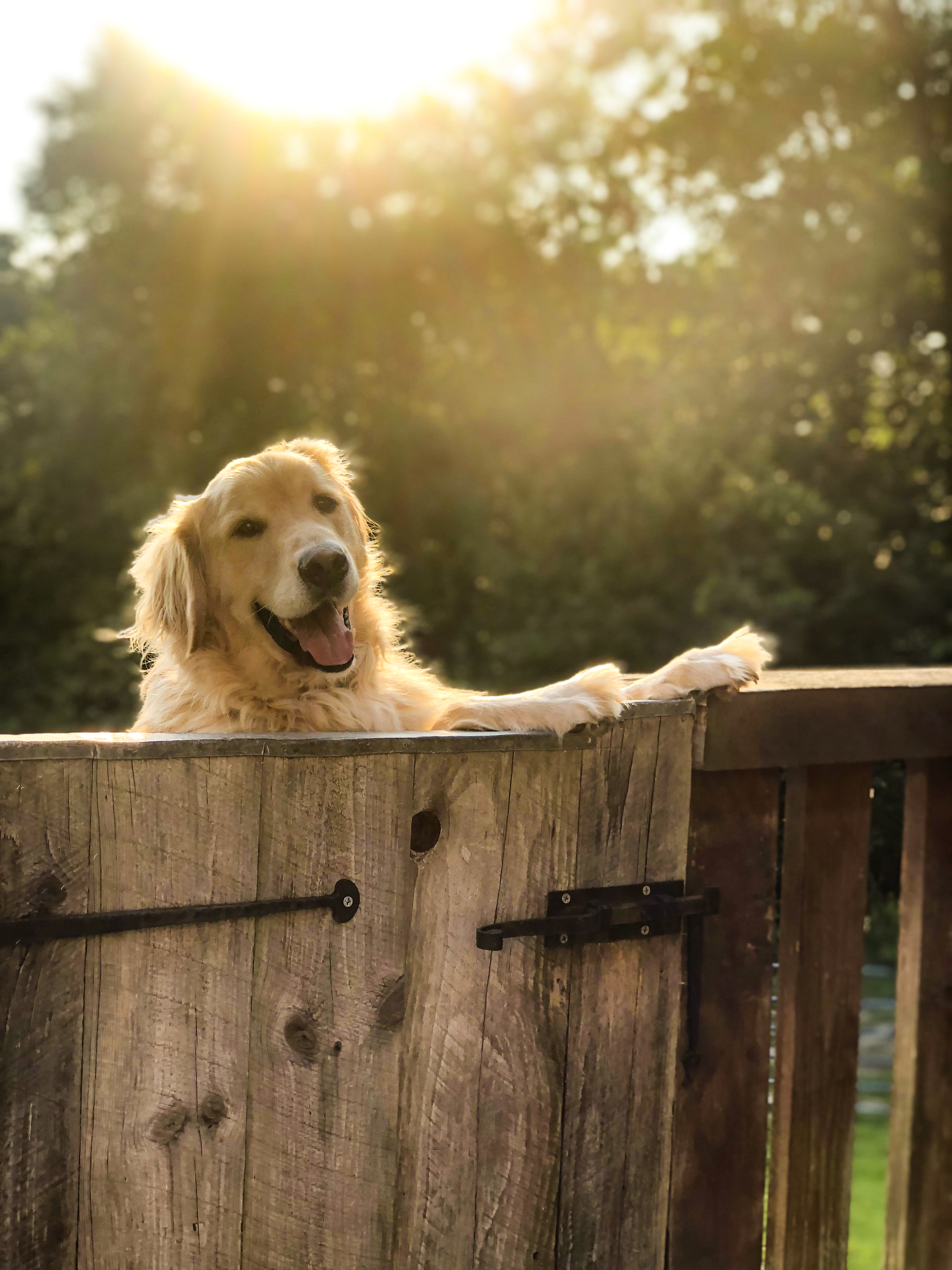 Best Pet Sitting Service in Tallahassee