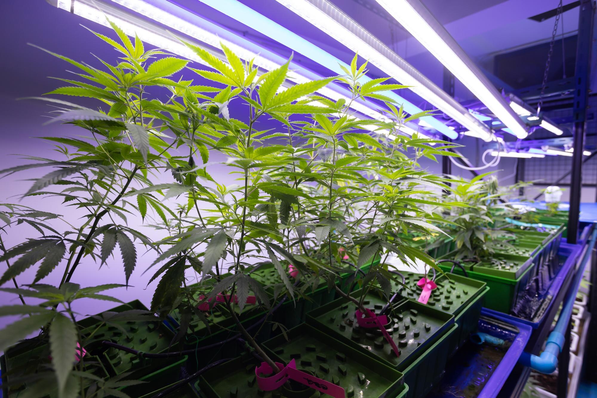 Featured image: Growing operation system cannabis farm for commerc-0444ef20cac938964e14