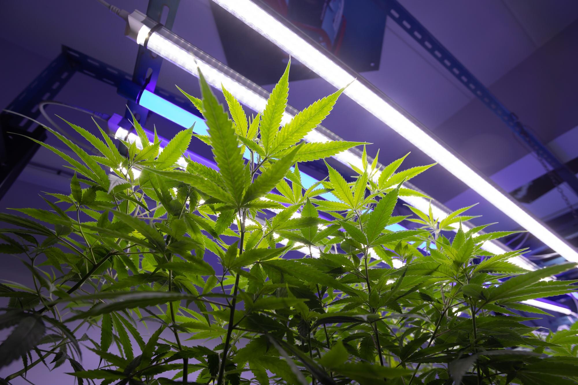 Revolutionize Your Dispensary Operations with SmartQRL Technology
