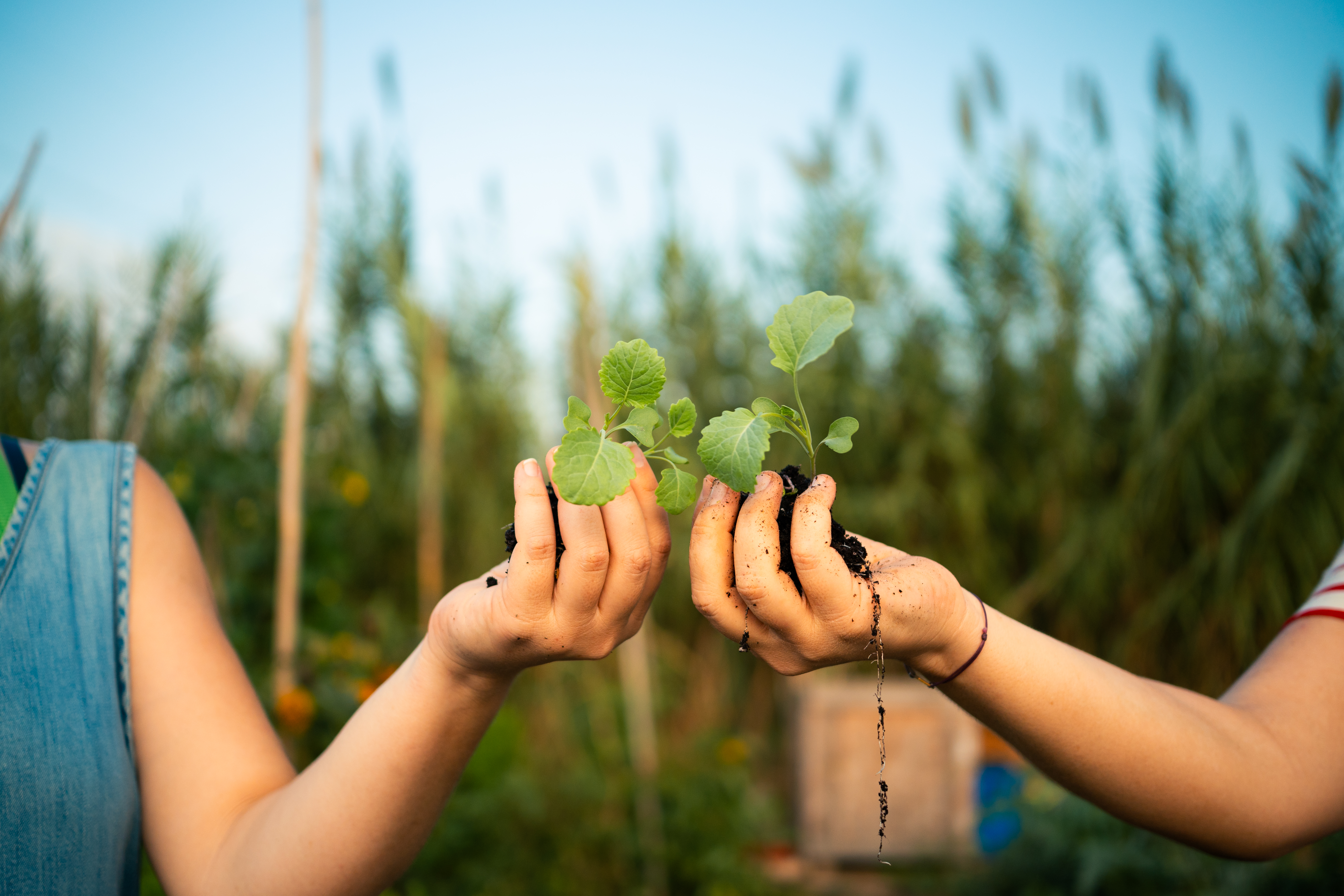 5 Unexpected Ways Gardening Sparks Creativity and Joy in Everyday Life Hands Holding Young Plants In A Vibrant Green Gard Fcf40b39827cbc0d5b77