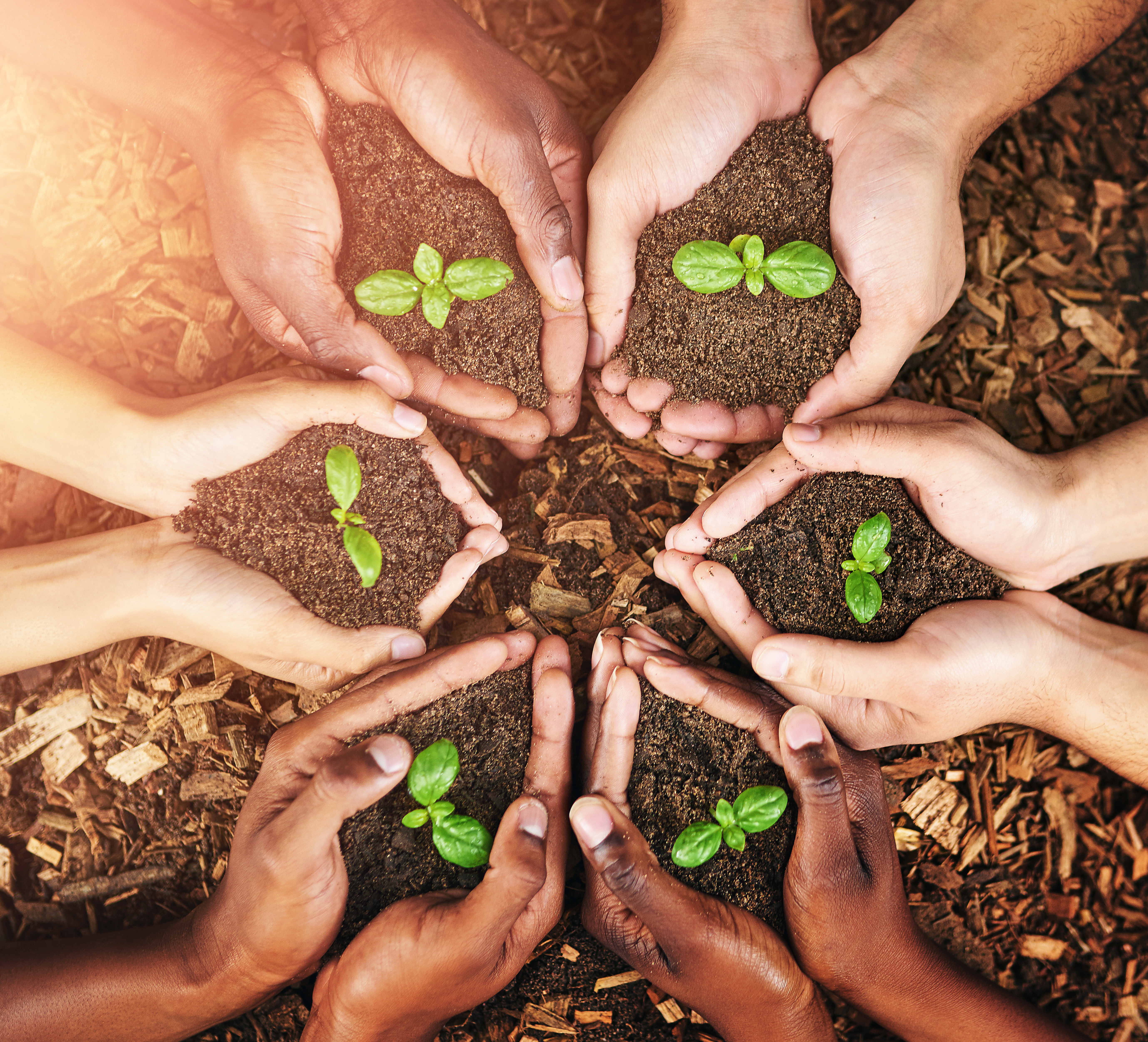 Hands People And Soil With Plants Teamwork And E 991a616e93b8fe089b78