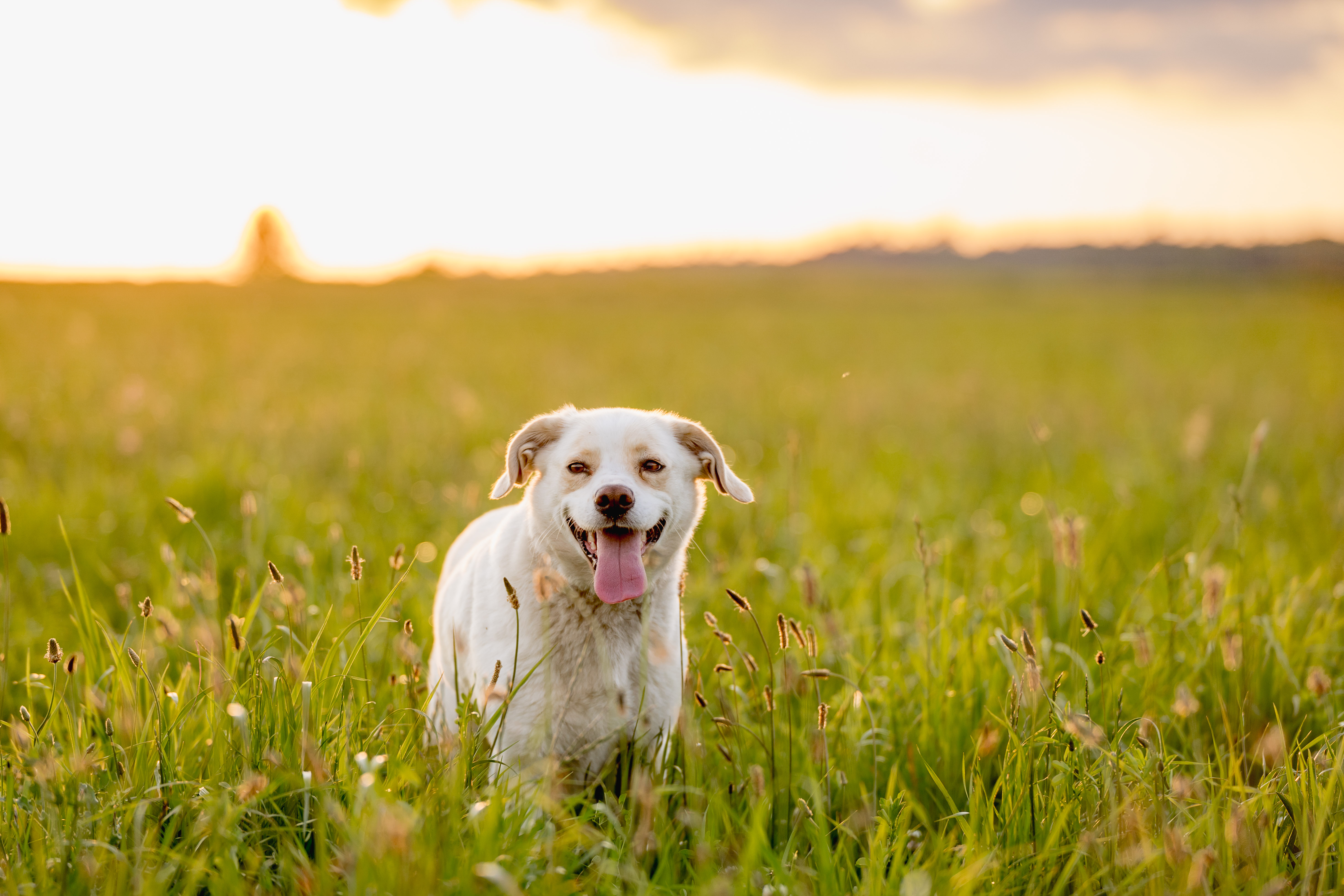 professional pet sitting Tallahassee