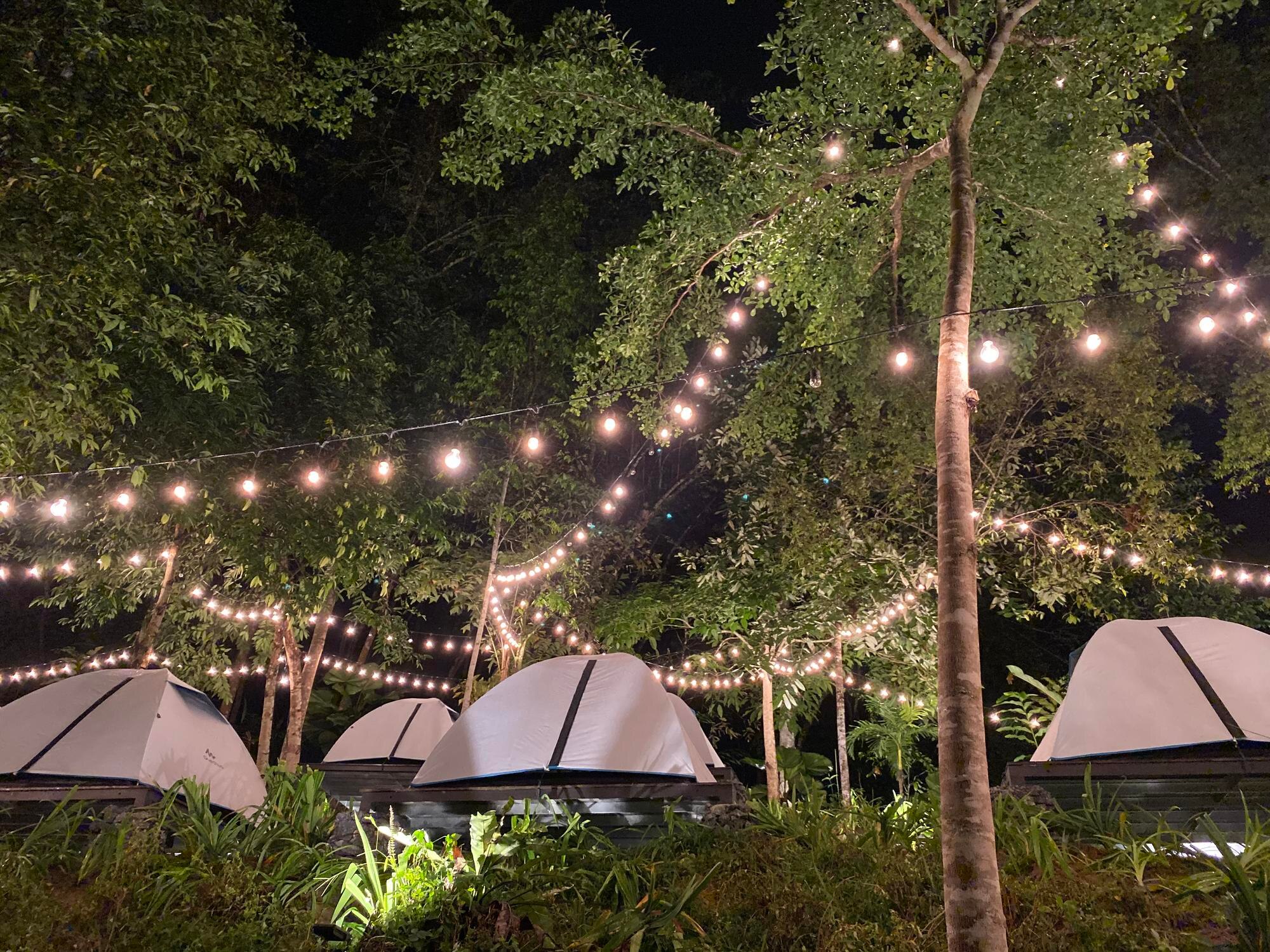 Brilliant Bell Tent Hire - illuminated street lights by trees in forest again 356f8ffff385db2bf047