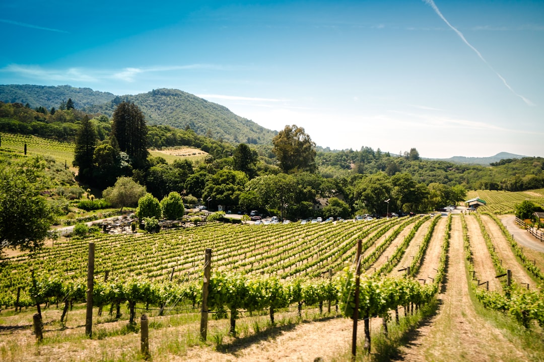 Ultimate Wine Tour Experience
