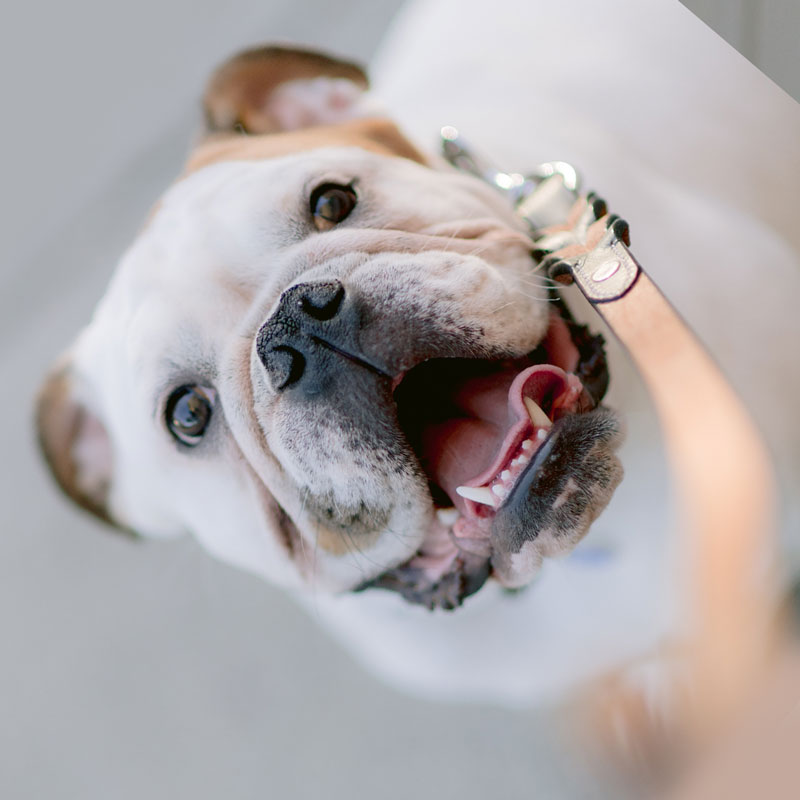 Tallahassee Pet Sitting