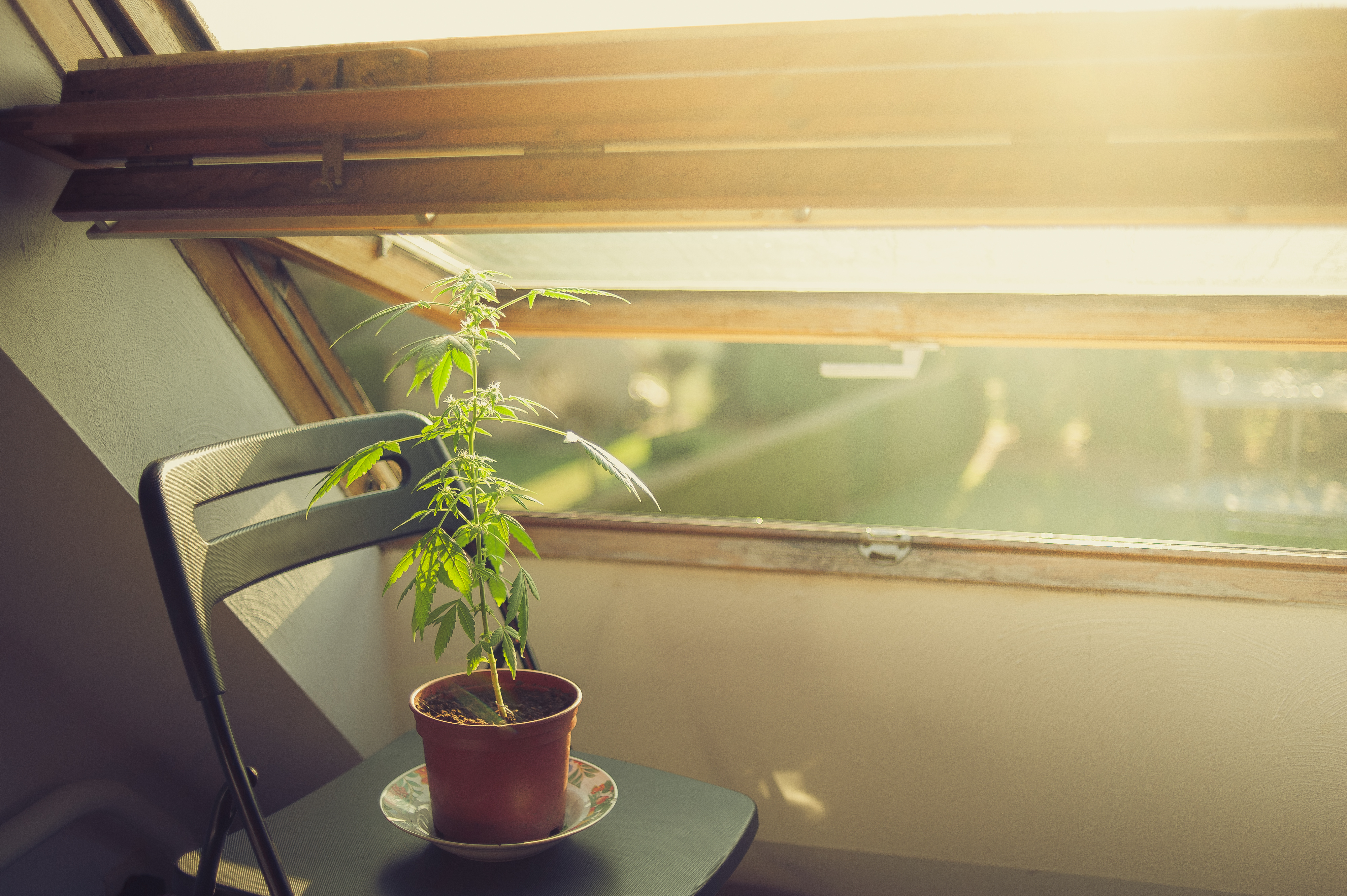 Finding Your Perfect Dose: Tips for a Safe and Enjoyable Cannabis Experience