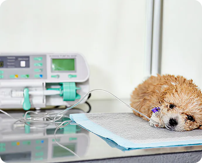 intriquip 8f3c9193671825246626