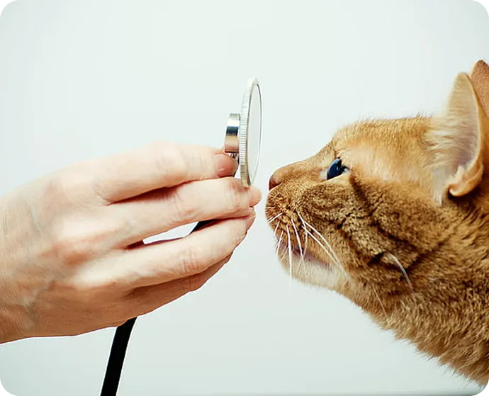 intriquip a277b66d5aedd23078c2