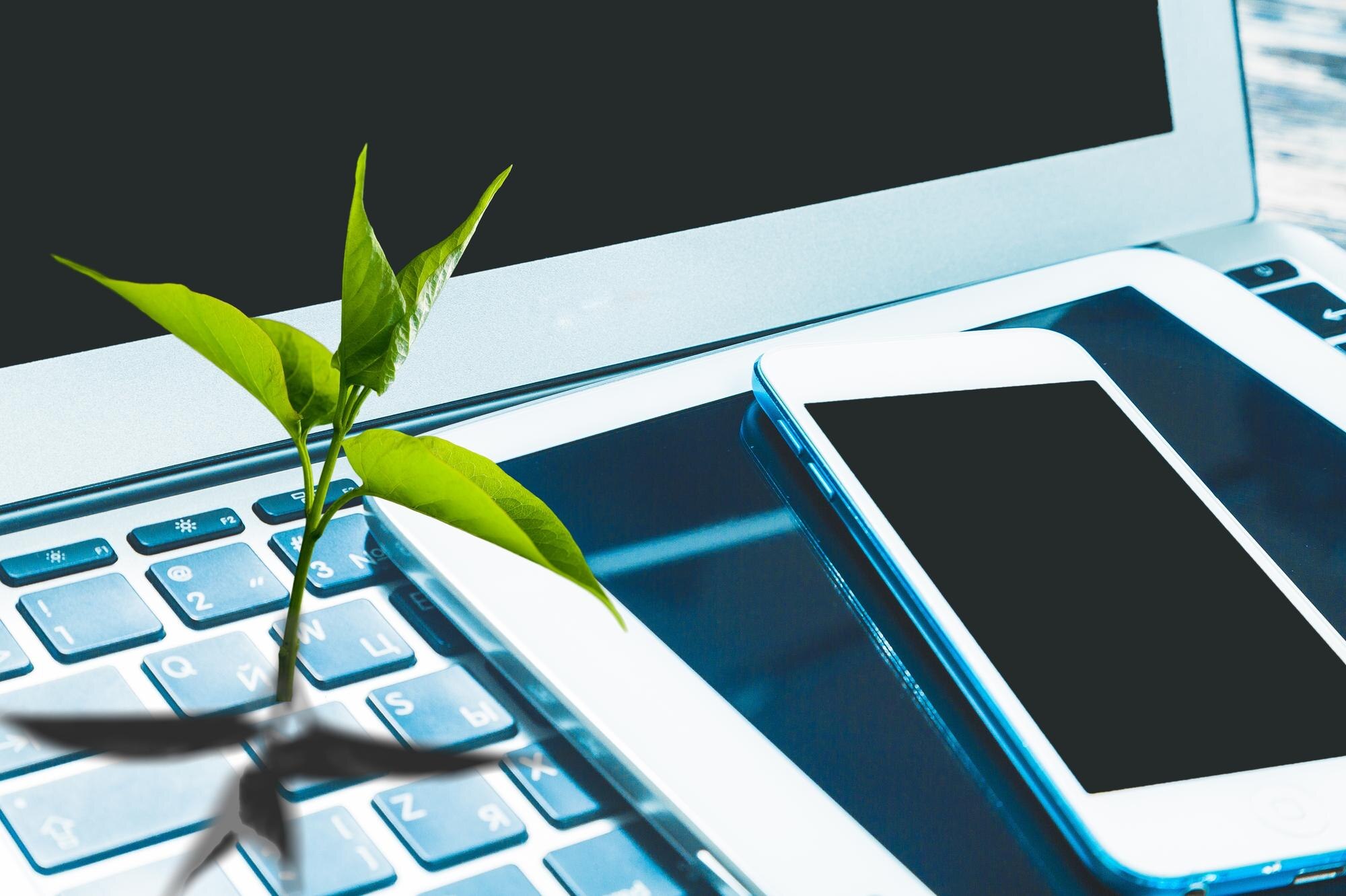 laptop keyboard with a green plant growing on it 51879cb35b6aa201be83