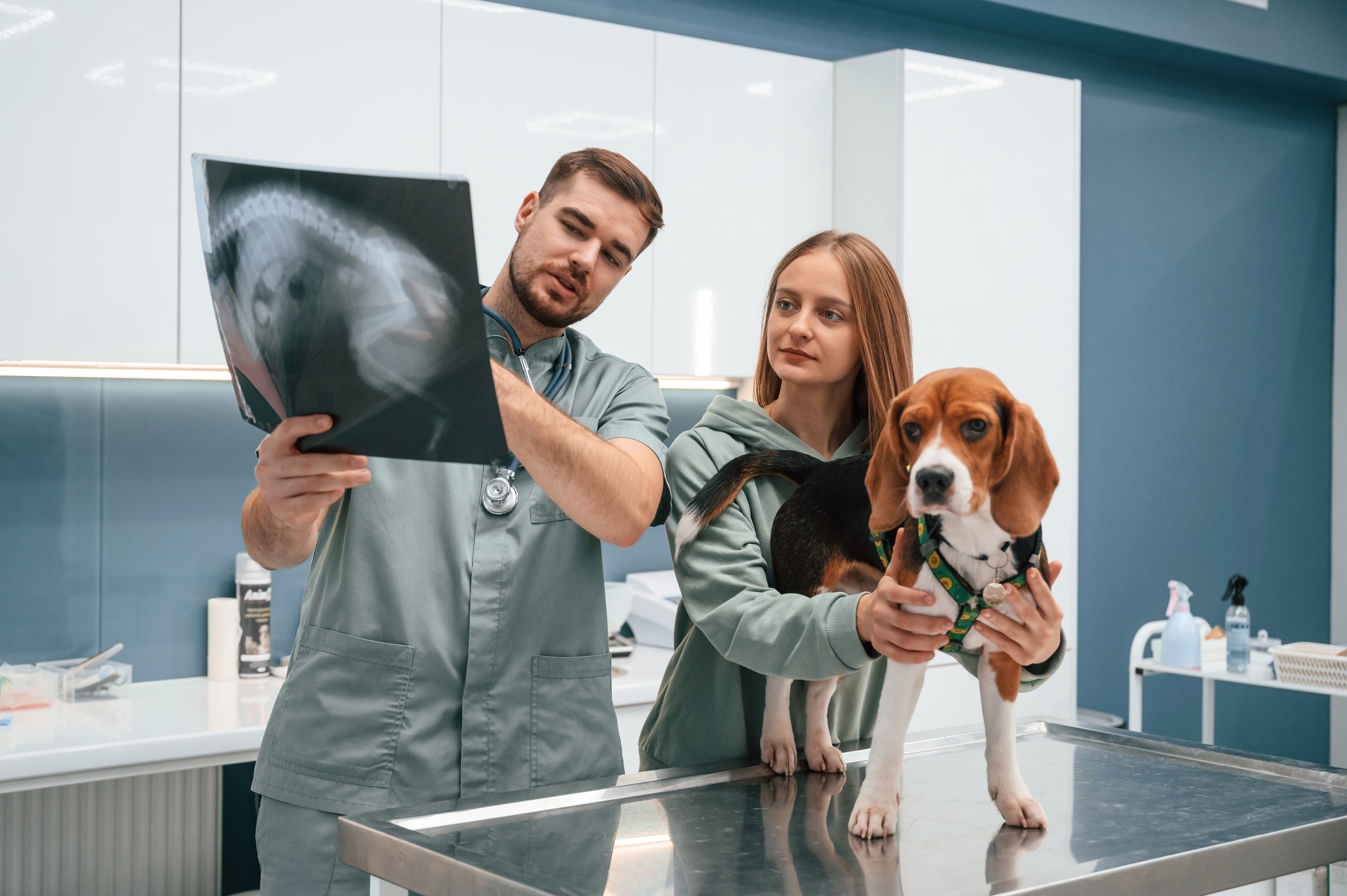 looking at x ray analyzing dog in veterinary cli 0fe7de8179e86d8db878