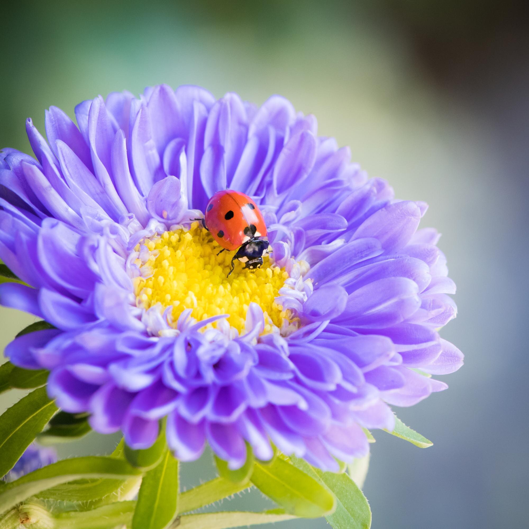 mini beasts in the garden