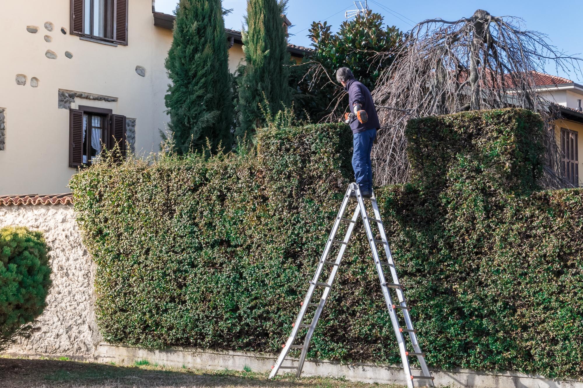 man at work on a ladder with hedge trimmer in acti ae0d576cee5901bbabb3