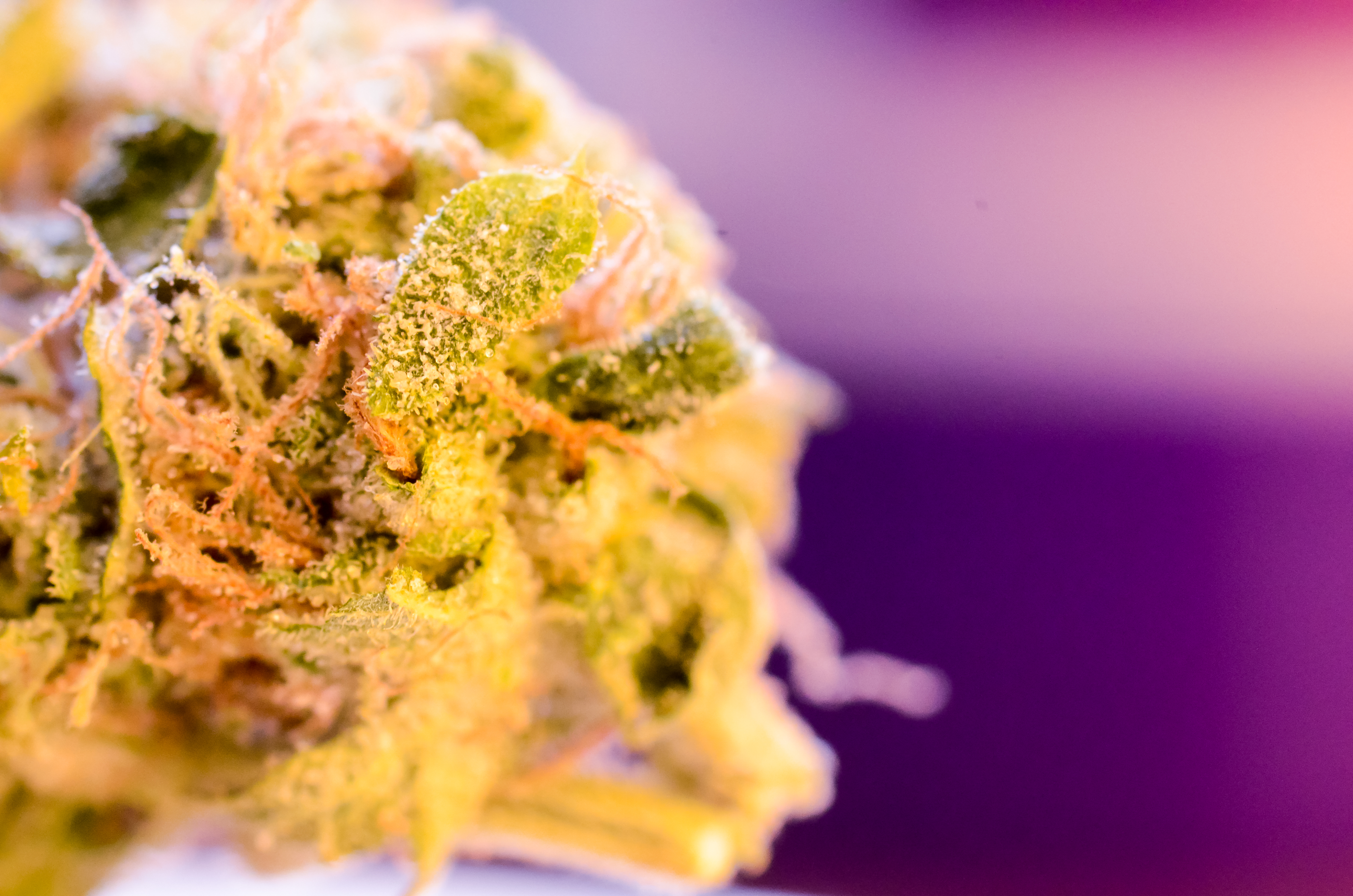 Unlocking the True Value: Why Premium Cannabis Flower is Worth Every Penny!