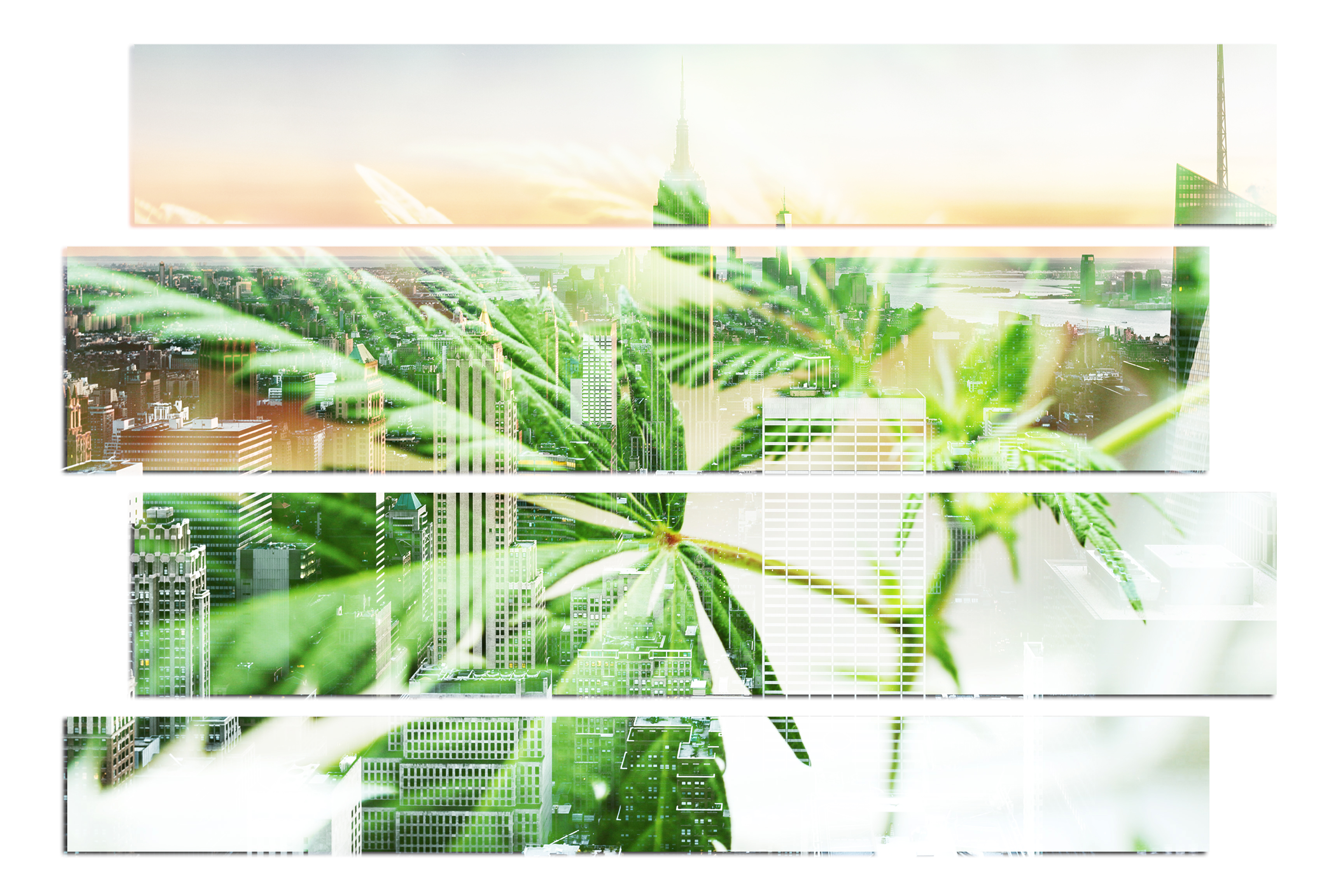 Empower Your Cannabis Business: Enhance Compliance and Efficiency with Integrated Tech Solutions