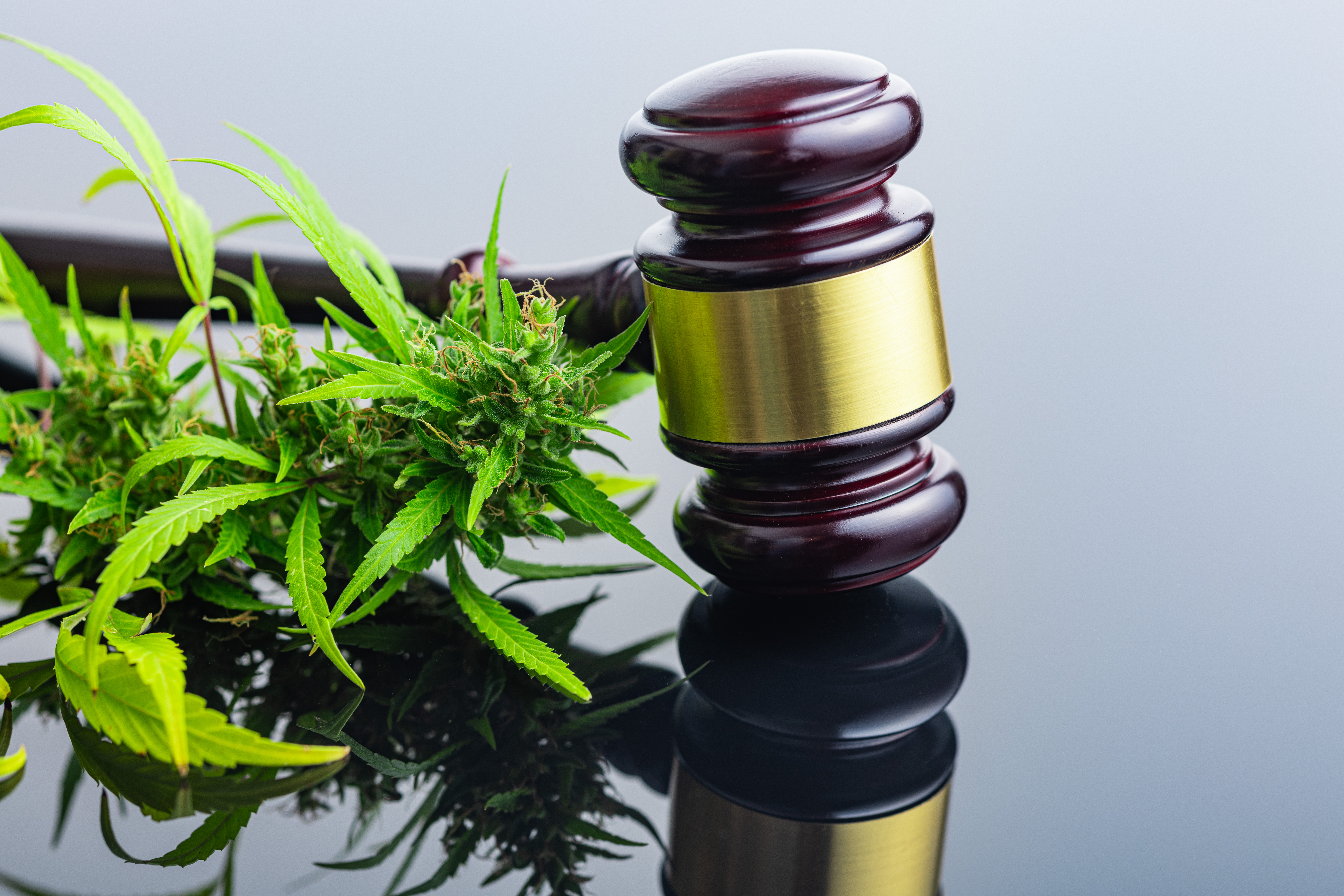Compliance Made Simple: Tools and Strategies for Cannabis Operators Navigating Regulations