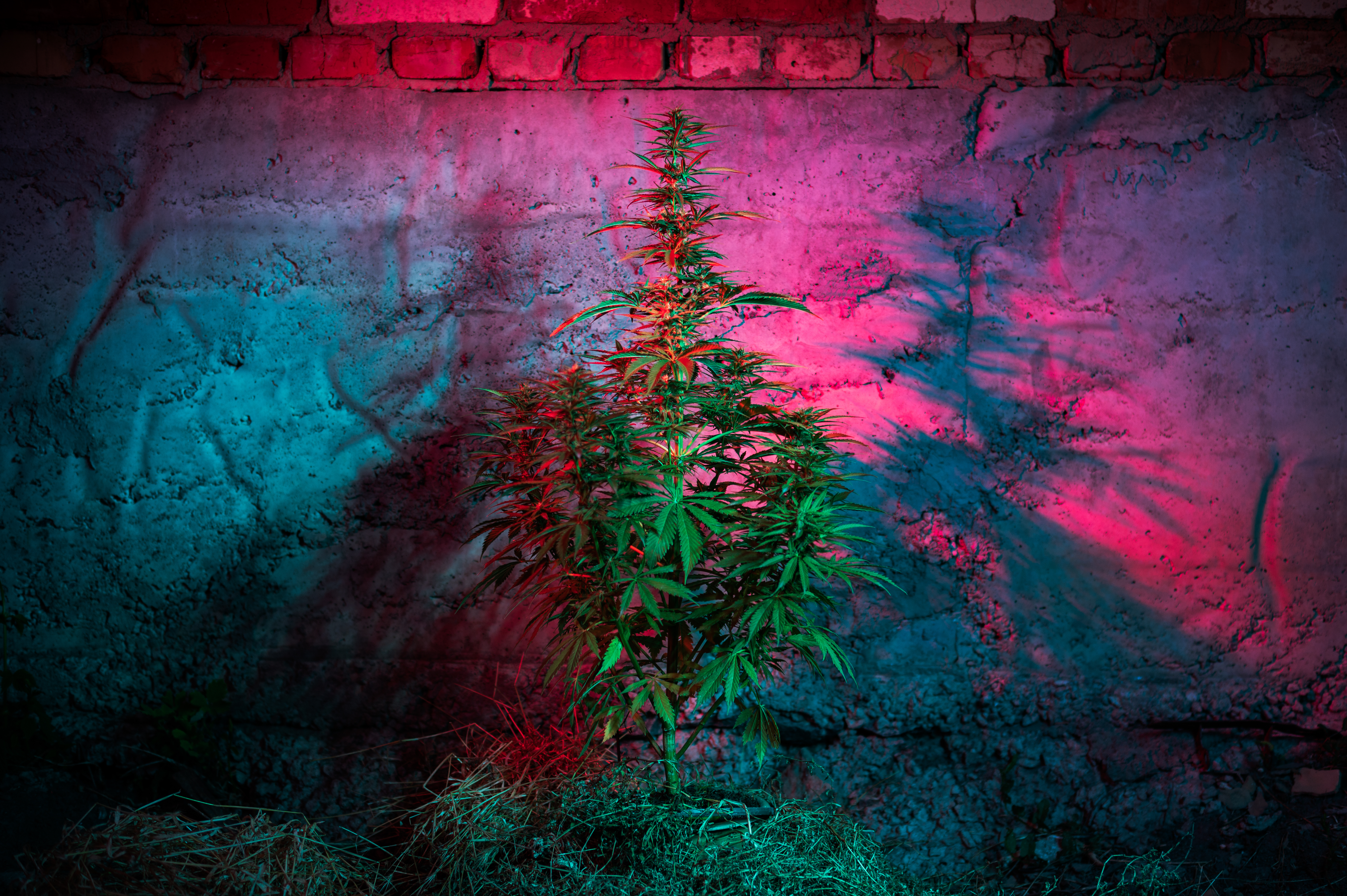 Revolutionize Your Cannabis Dispensary with Veteran-Designed Tech Innovations