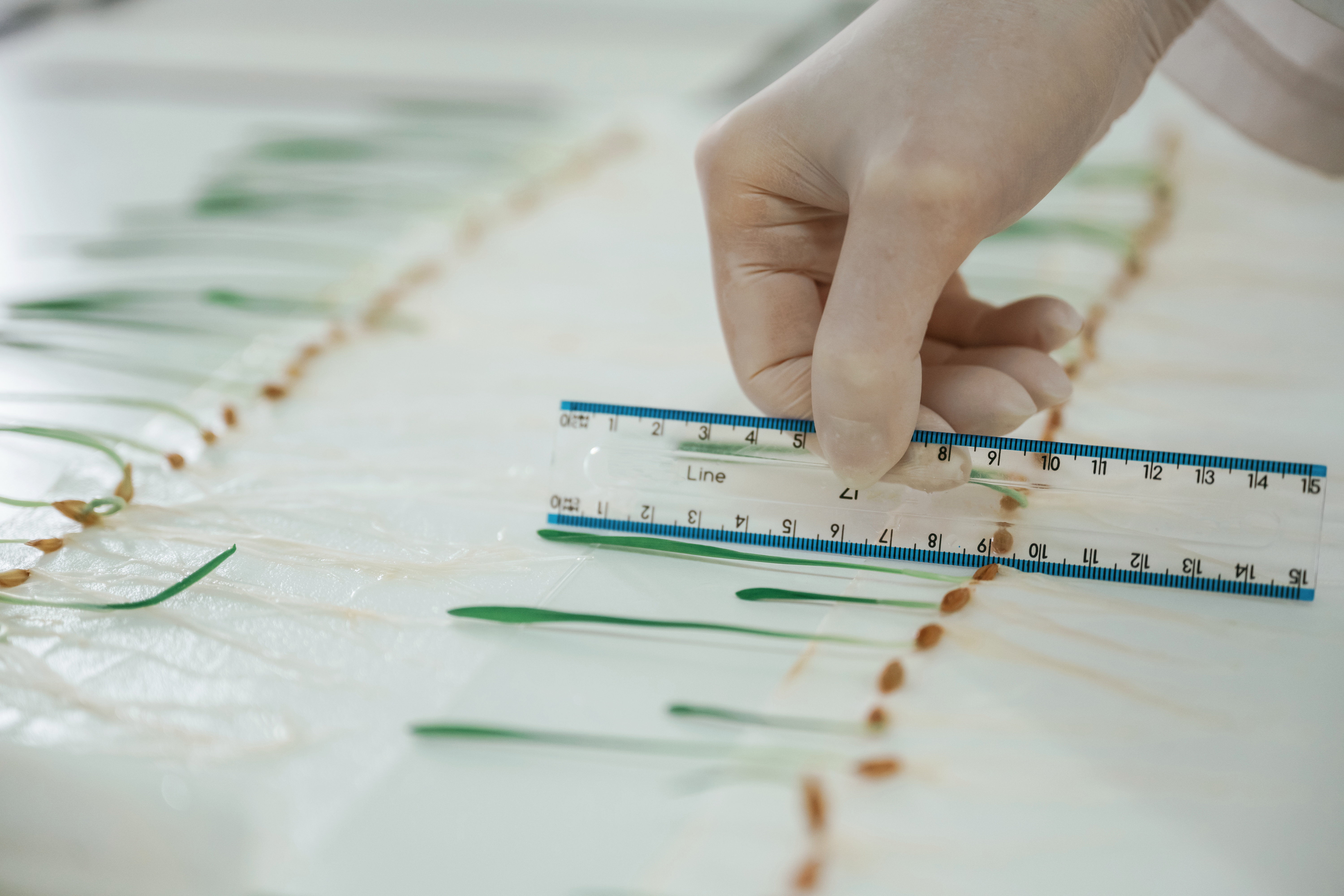 Cut smart, waste less: The environmental edge of precision plastic cutting 2 measuring the growth of plants woman is working i 03af8988ac6fcc4b01ba