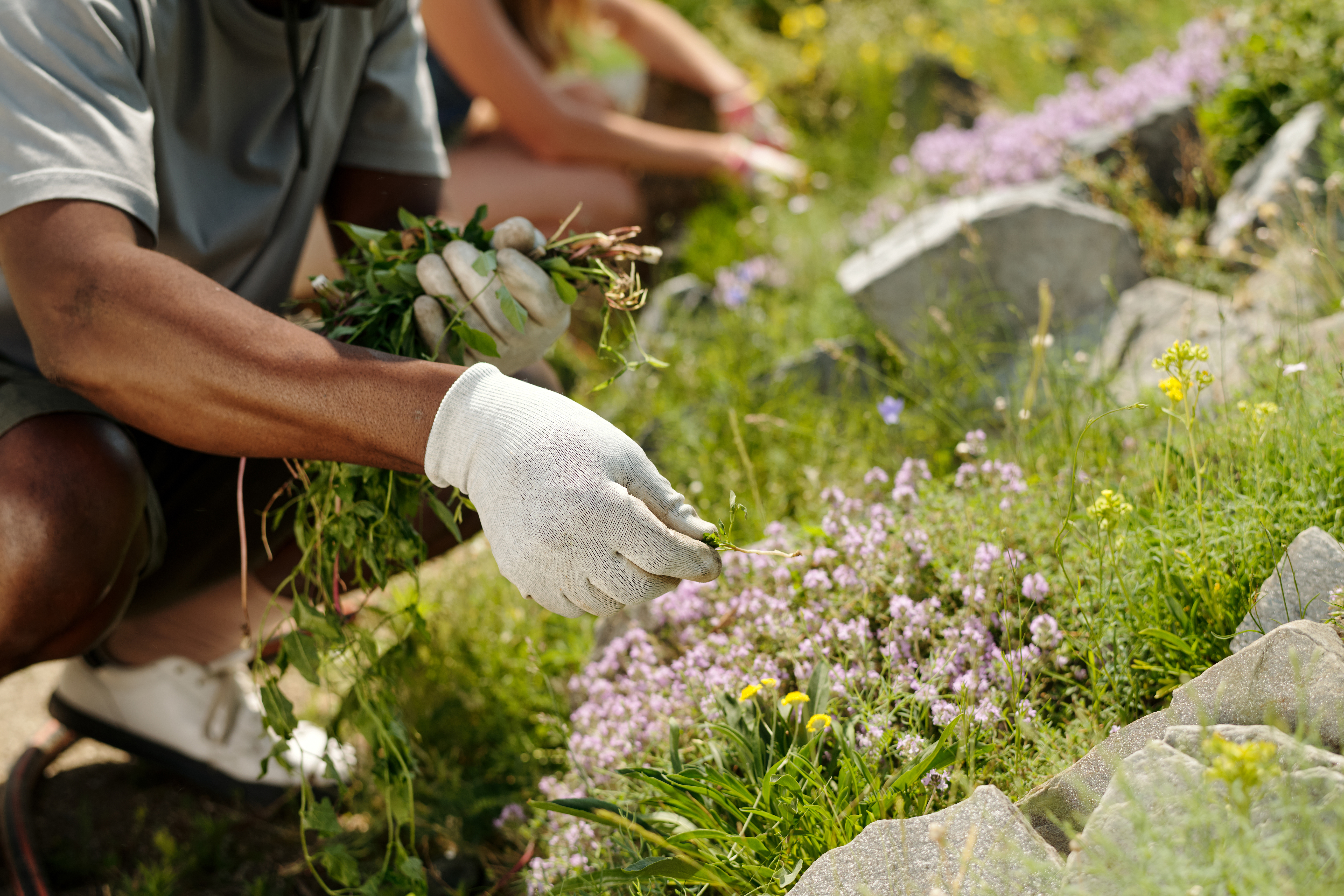 Middle Aged Black Man Gardening Outdoors With Youn Ff545d6ed4c7824fe749