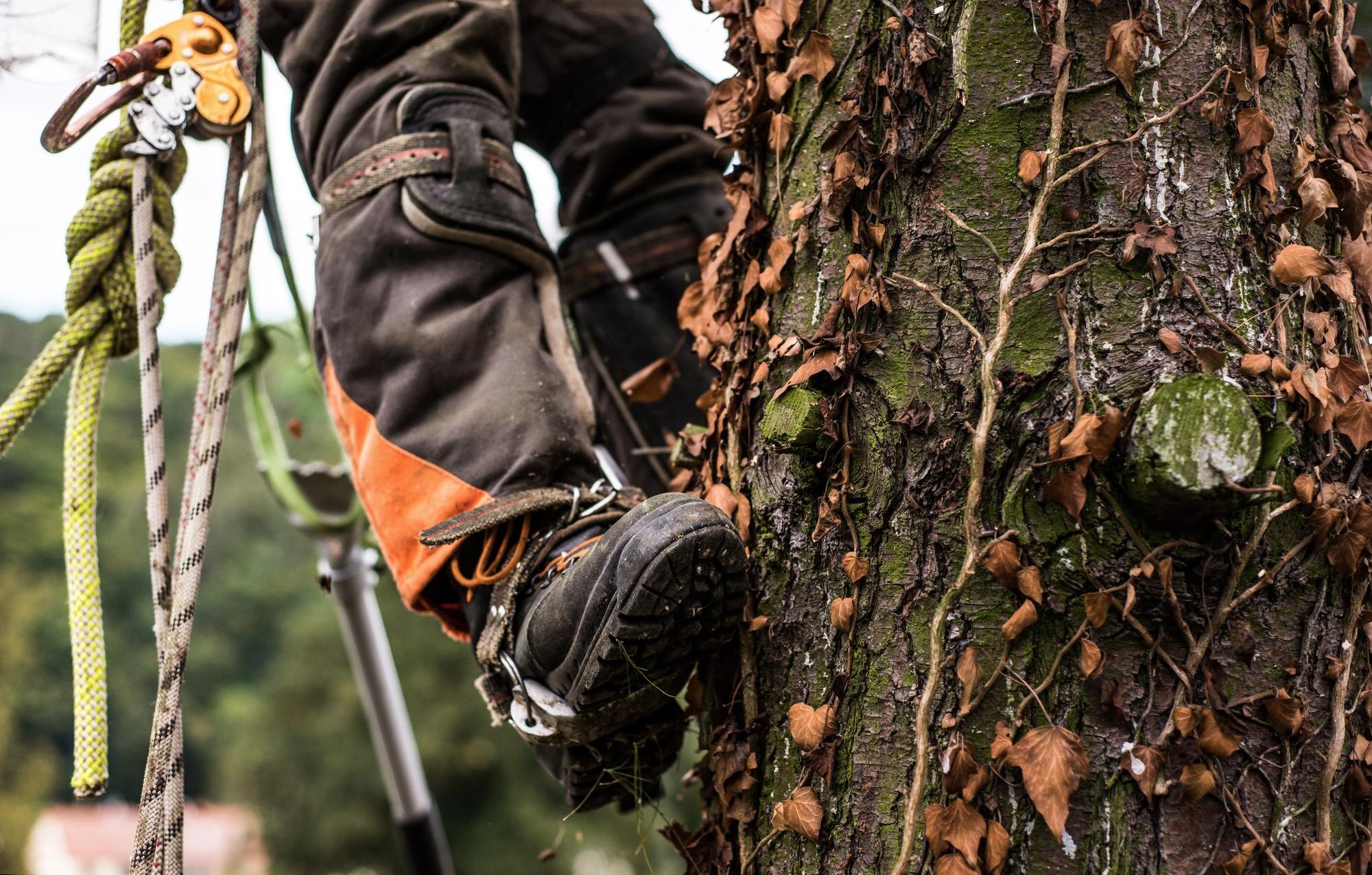 midsection of legs of arborist man with harness cu 5477c7356f816633d57b