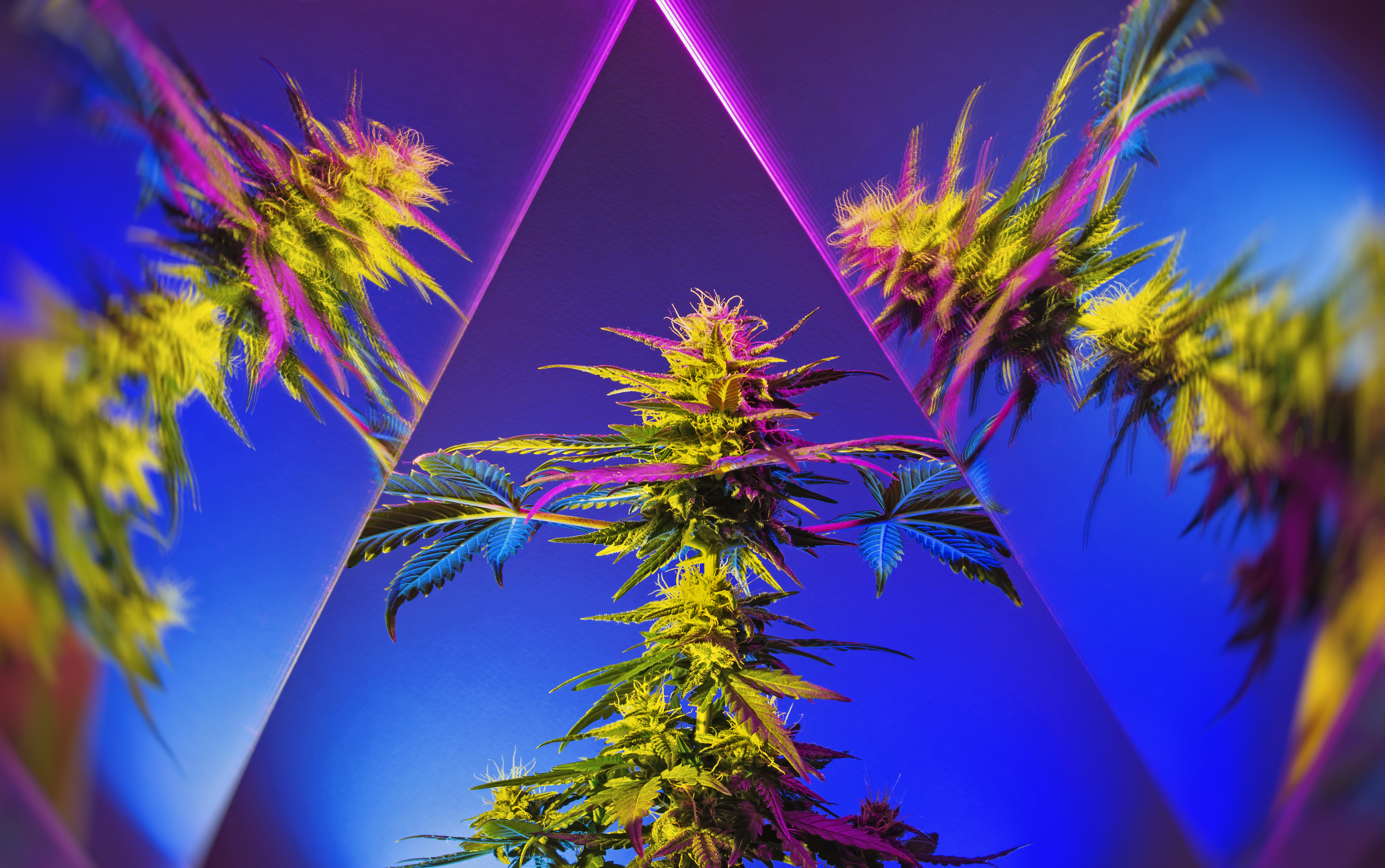 Harnessing the Power of Customer Product Requests: A Game-Changer for Your Dispensary