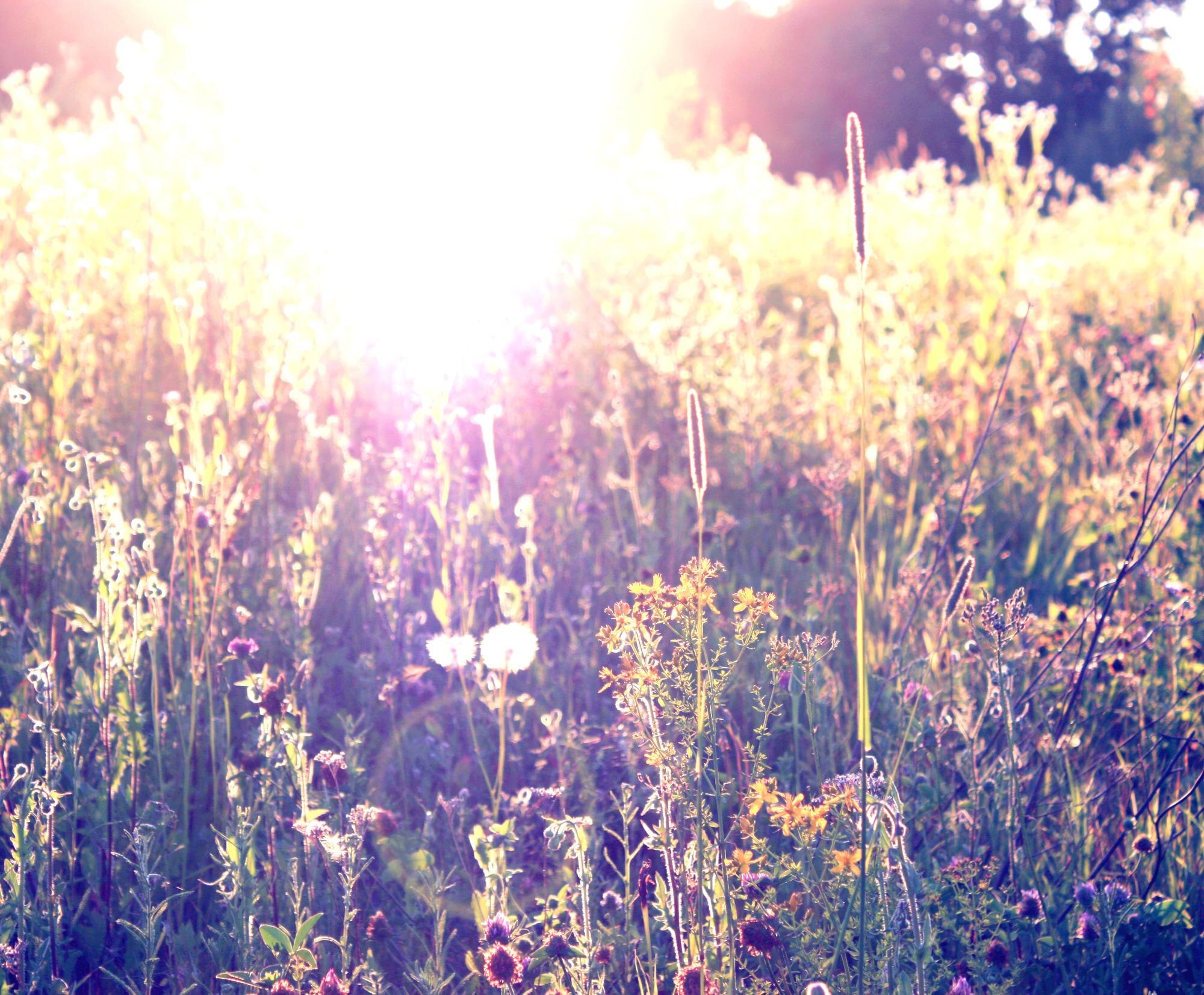 morning on meadow bf048446f97a99eb2916