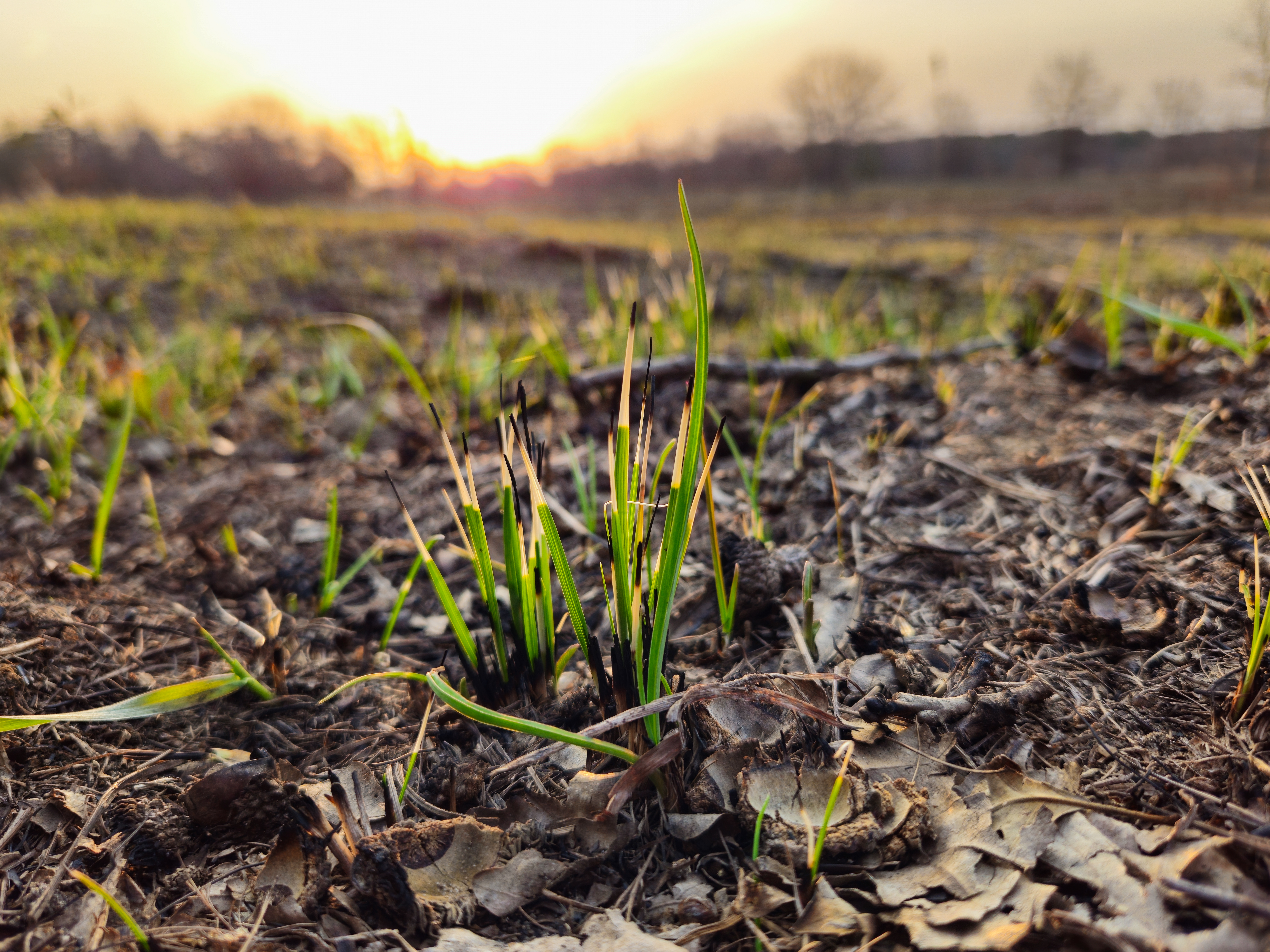 new beginnings at sunset blades of grass emerging 7d1ceadce980e05646b7