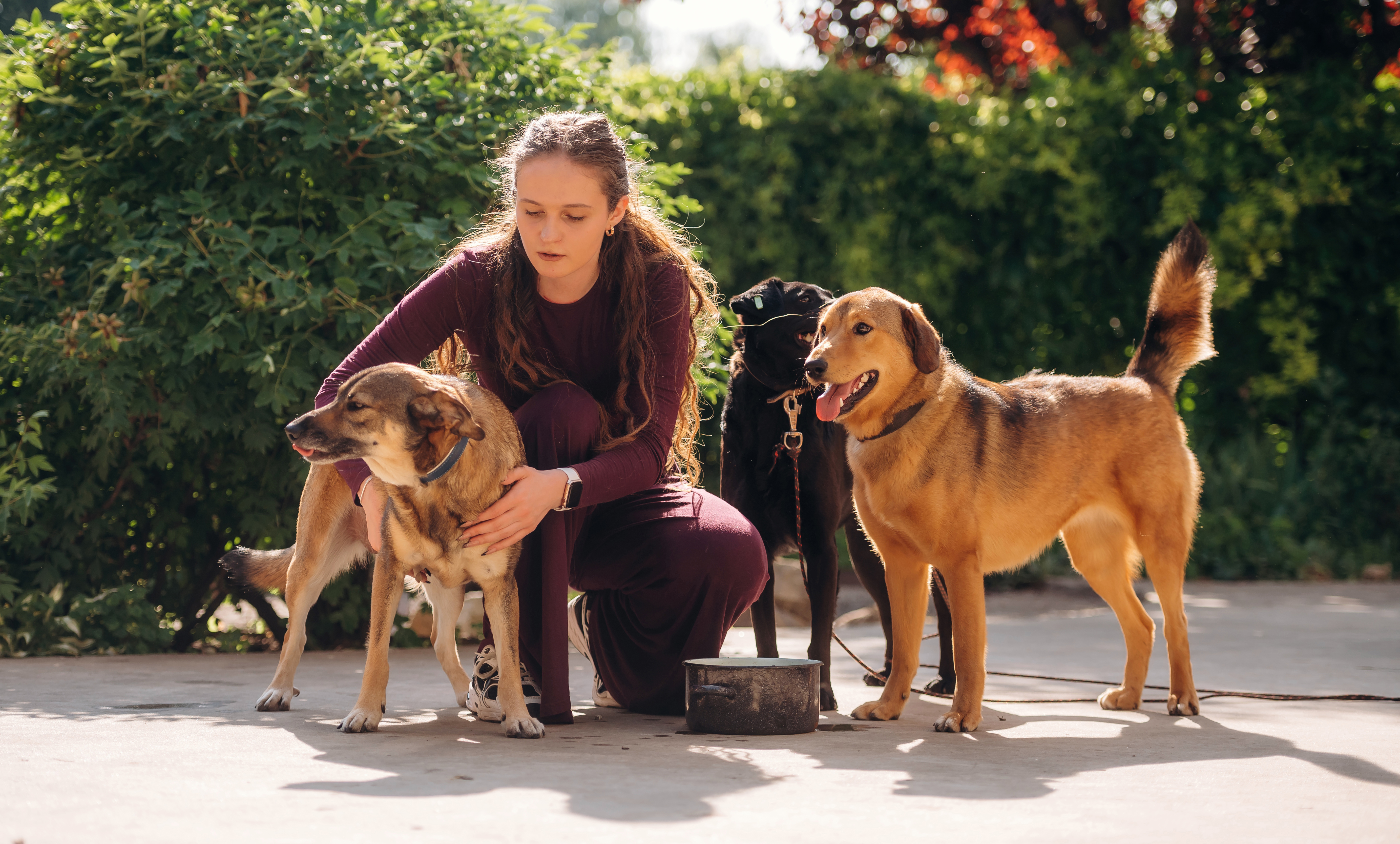 pet sitting tallahassee