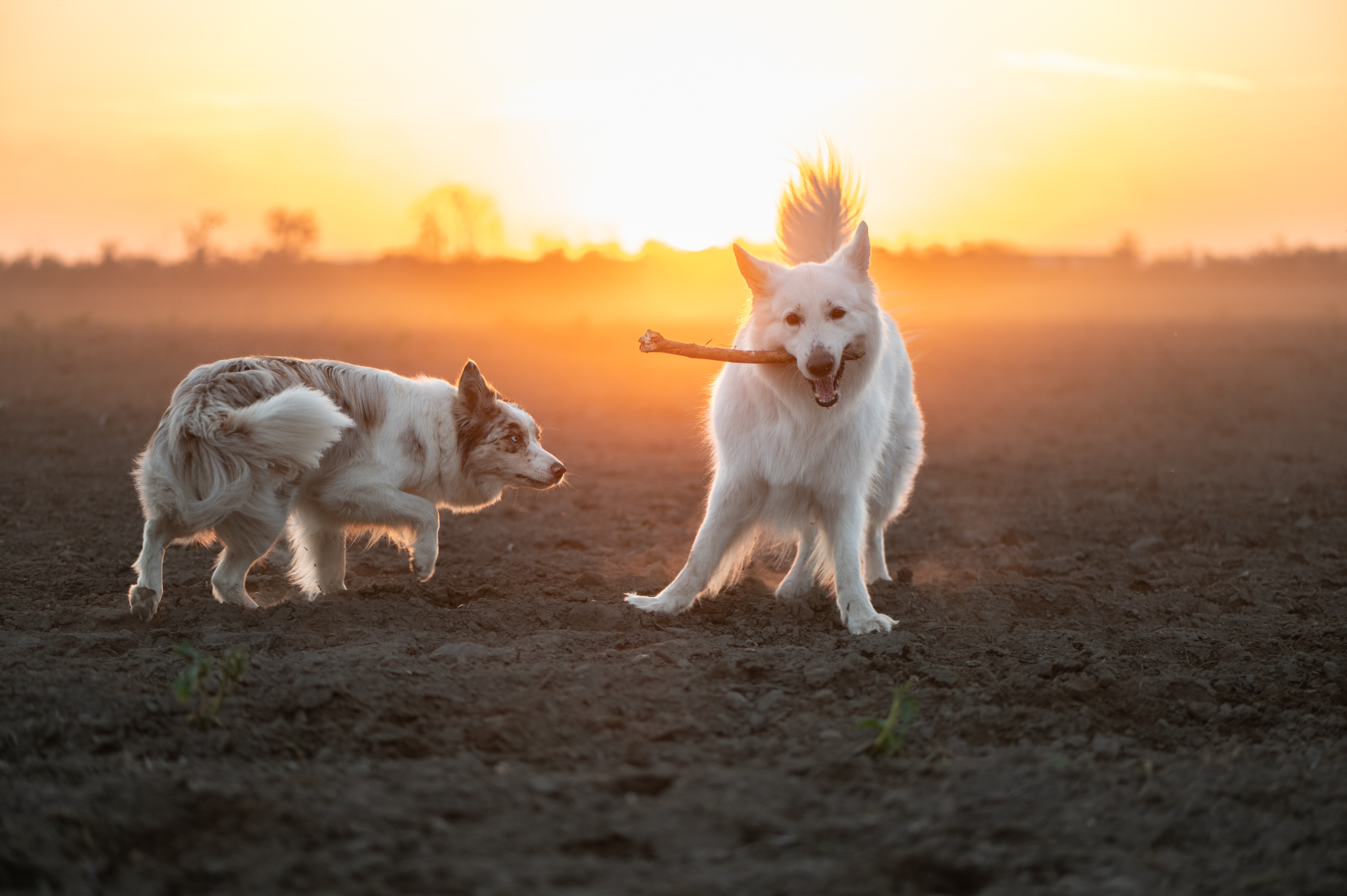 Pet Sitter Tallahassee