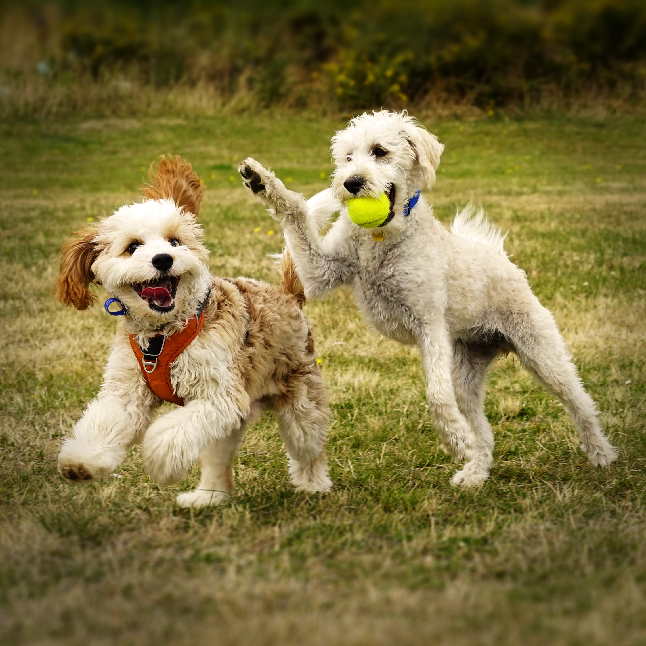 Best Pet Sitting Service in Tallahassee