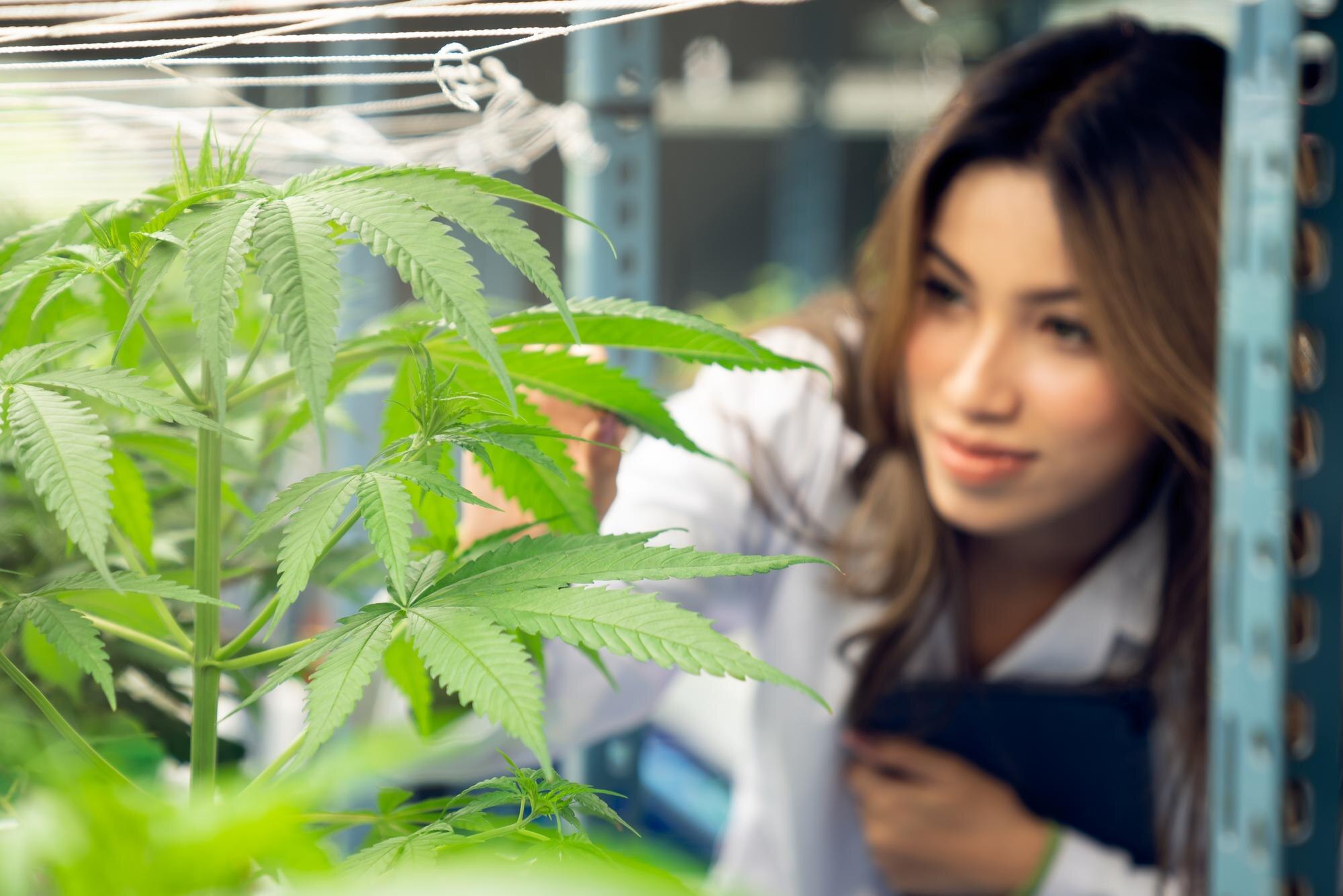 Local Roots, Lasting Trust: How Supporting Ruidoso’s Cannabis Businesses Lifts Everyone