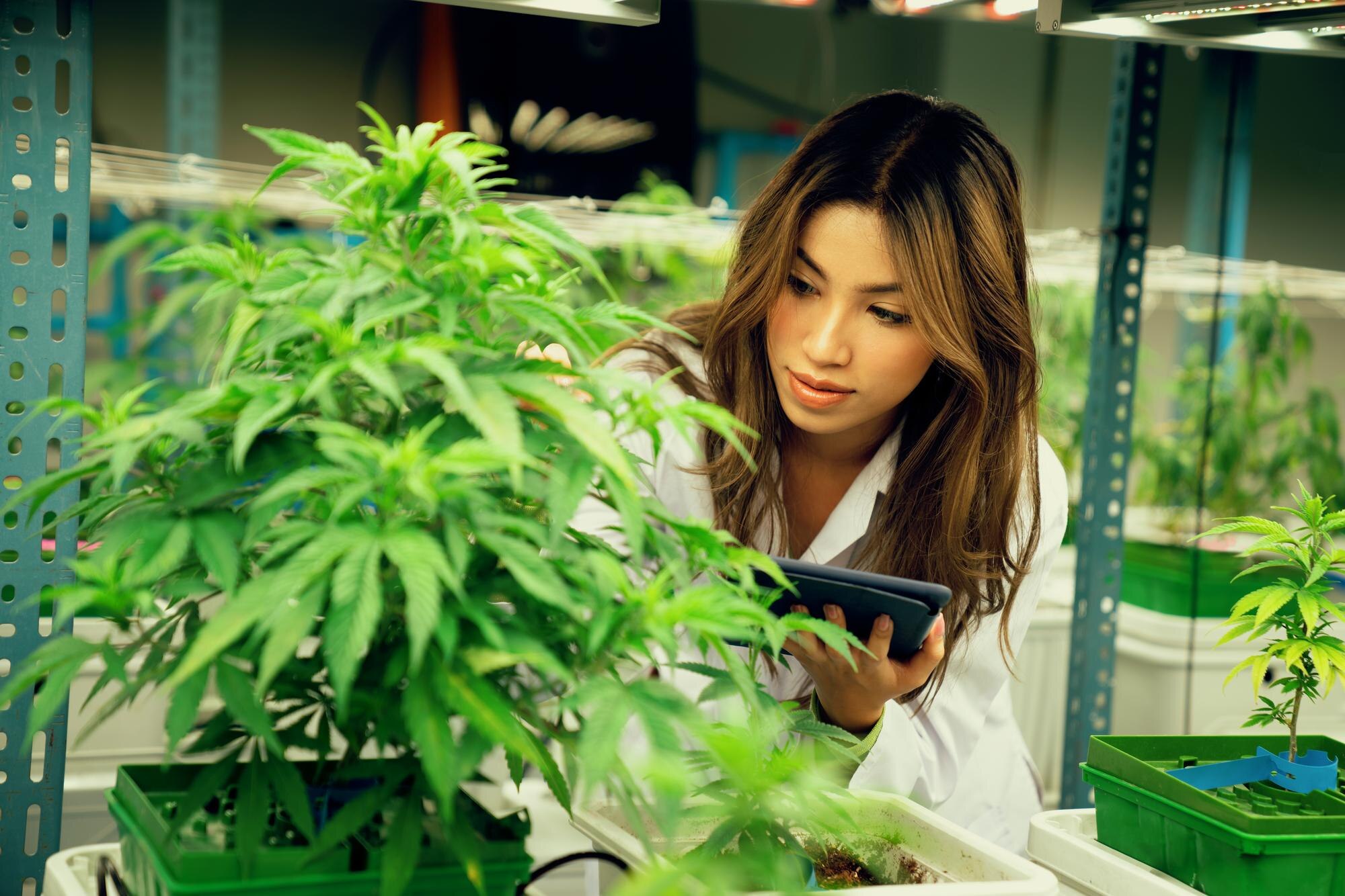 The Future of Cannabis Retail: Integrating Technology, Compliance, and Community