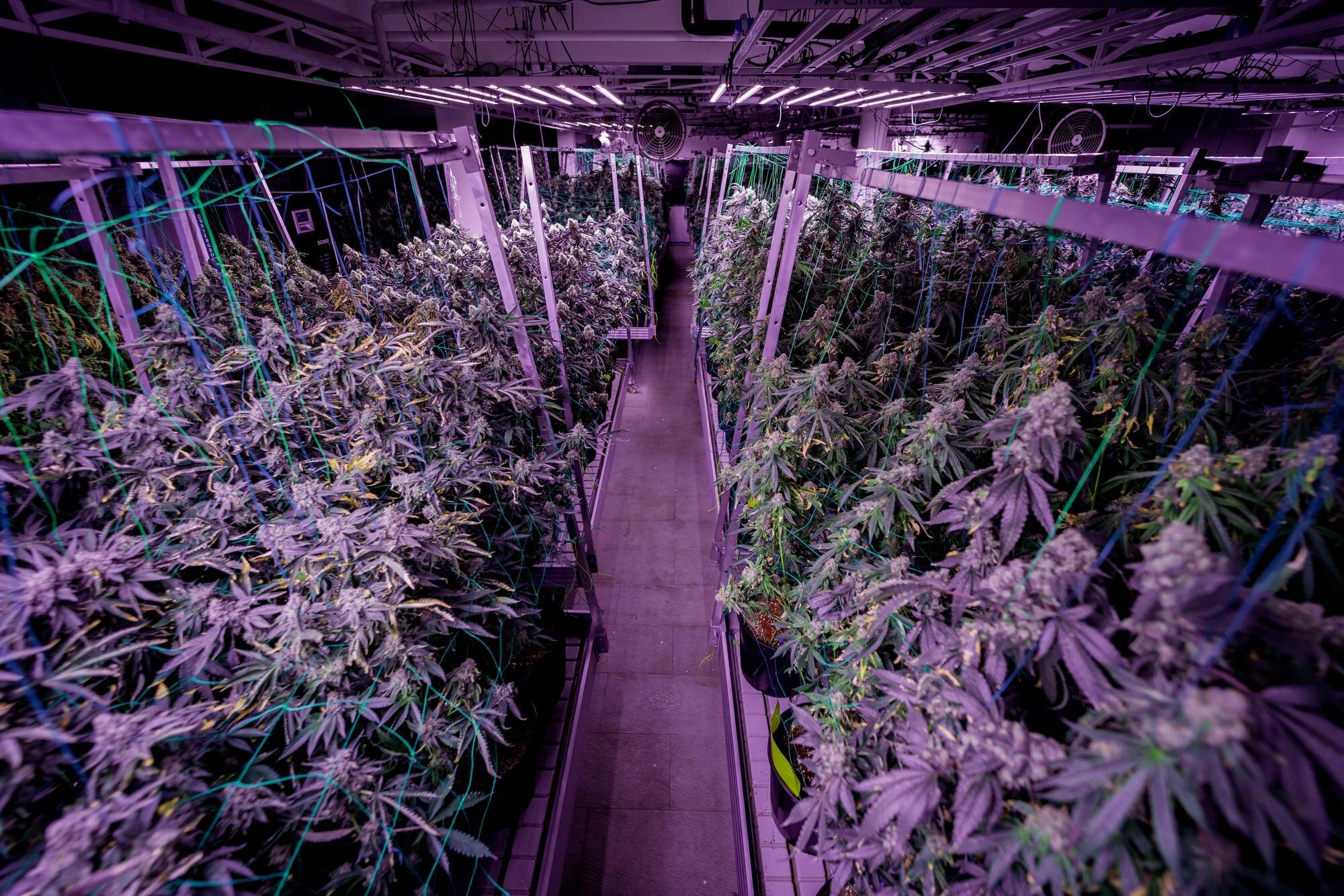 Revolutionizing Cannabis: How Customer Product Requests Elevate Inventory Management and Satisfaction