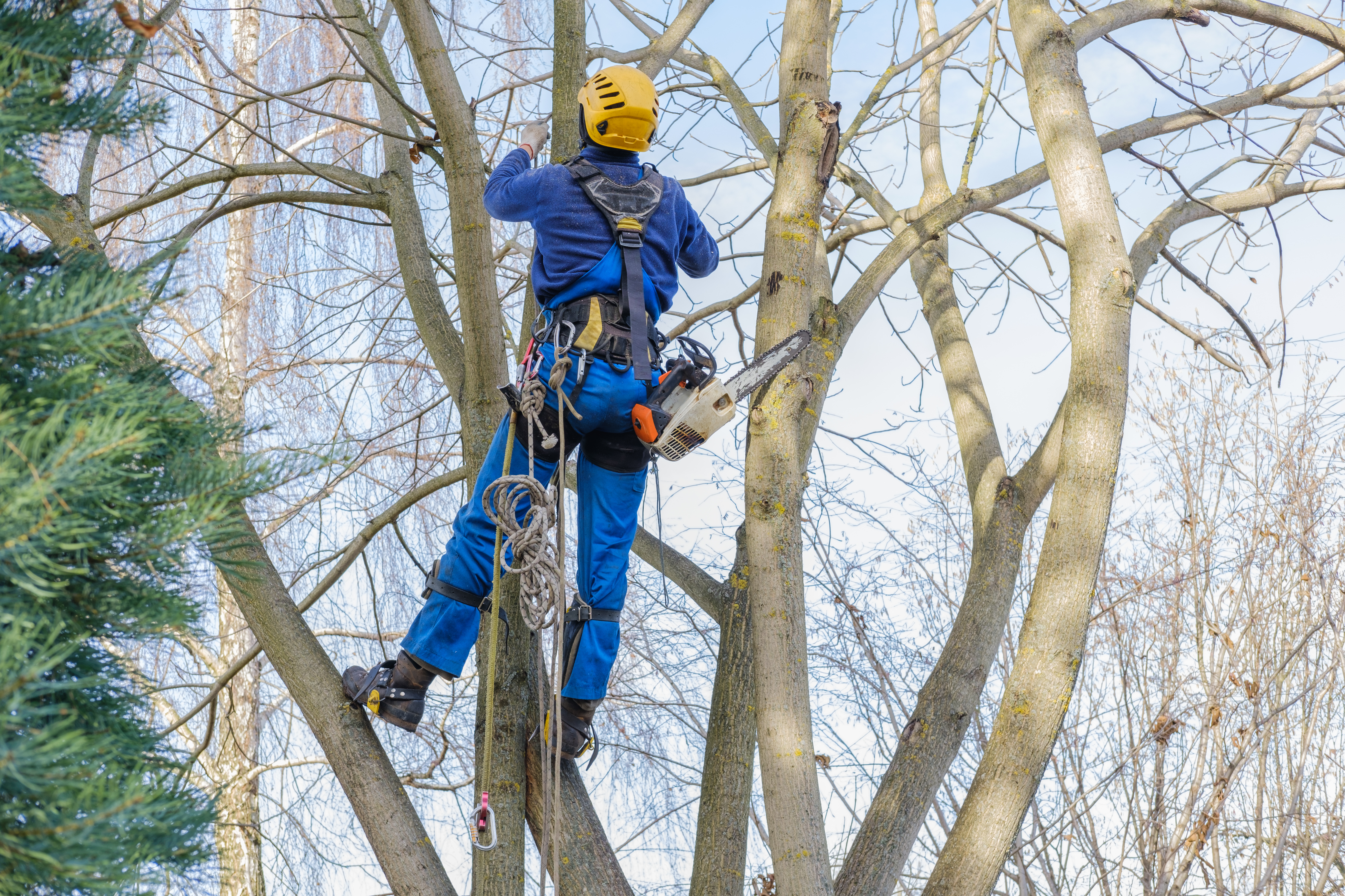 professional hanging and cutting large bare branch 380ccdff081480084df7