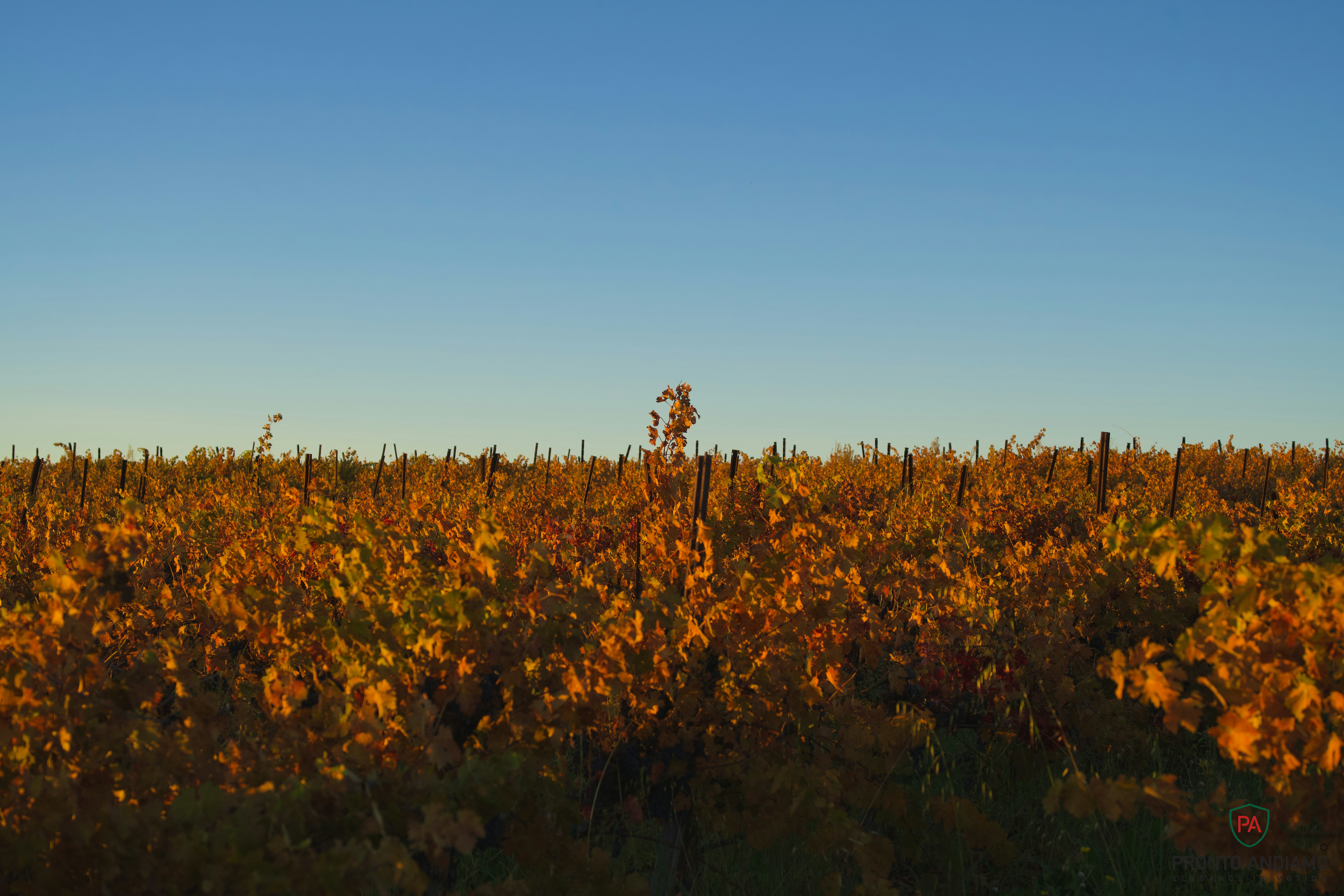 How to Plan a Fredericksburg Wine Tour That Feels Luxurious, Relaxed, and Fully Personal 9 pronto andiamo texas hill coutry 38 215e51c78a8e45ca77c3