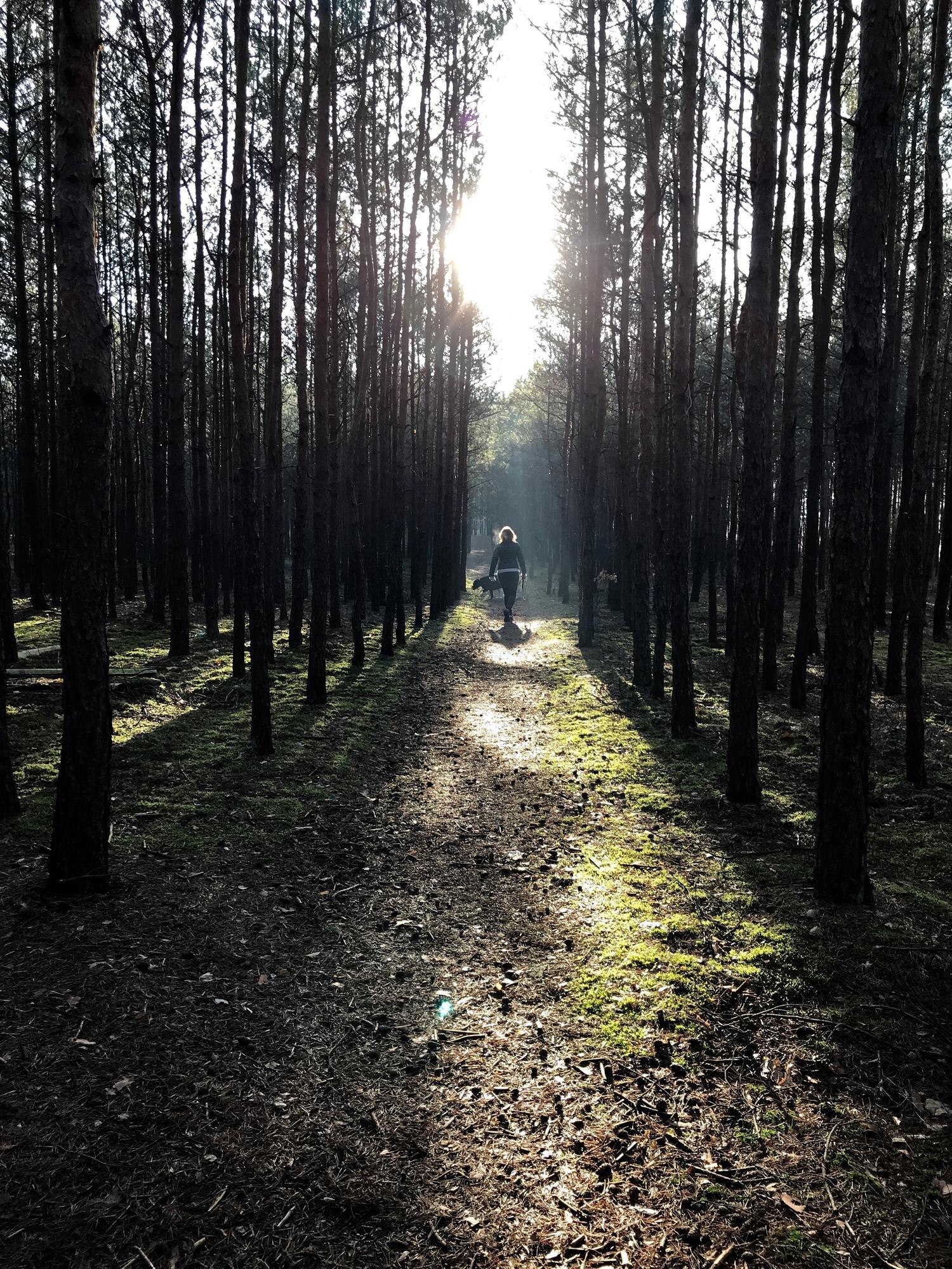 rear view of woman walking amidst trees in forest 5a50f6ed176e14381e7d