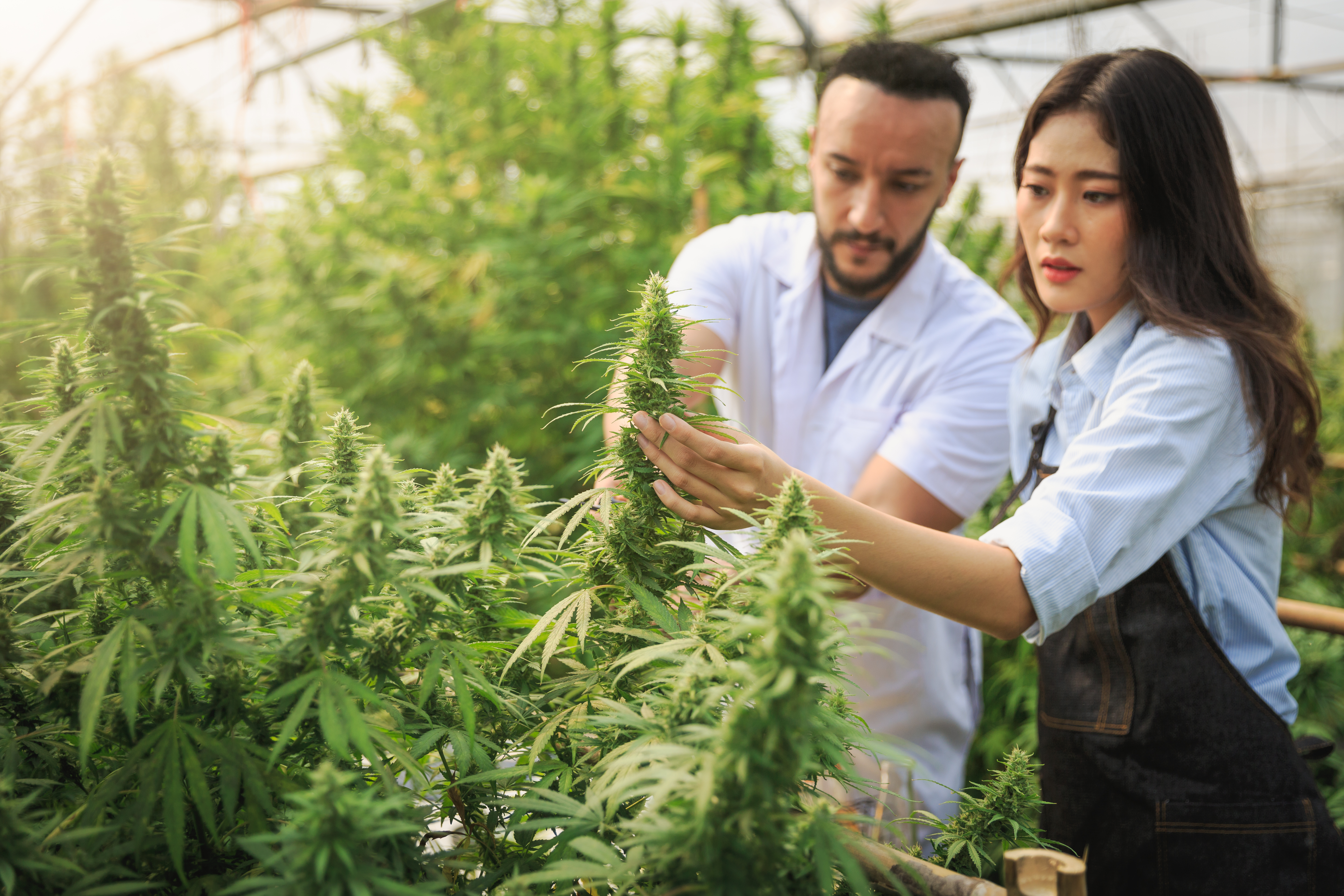 researchers working in a hemp field they are chec 016a9cba5239bc490ac3