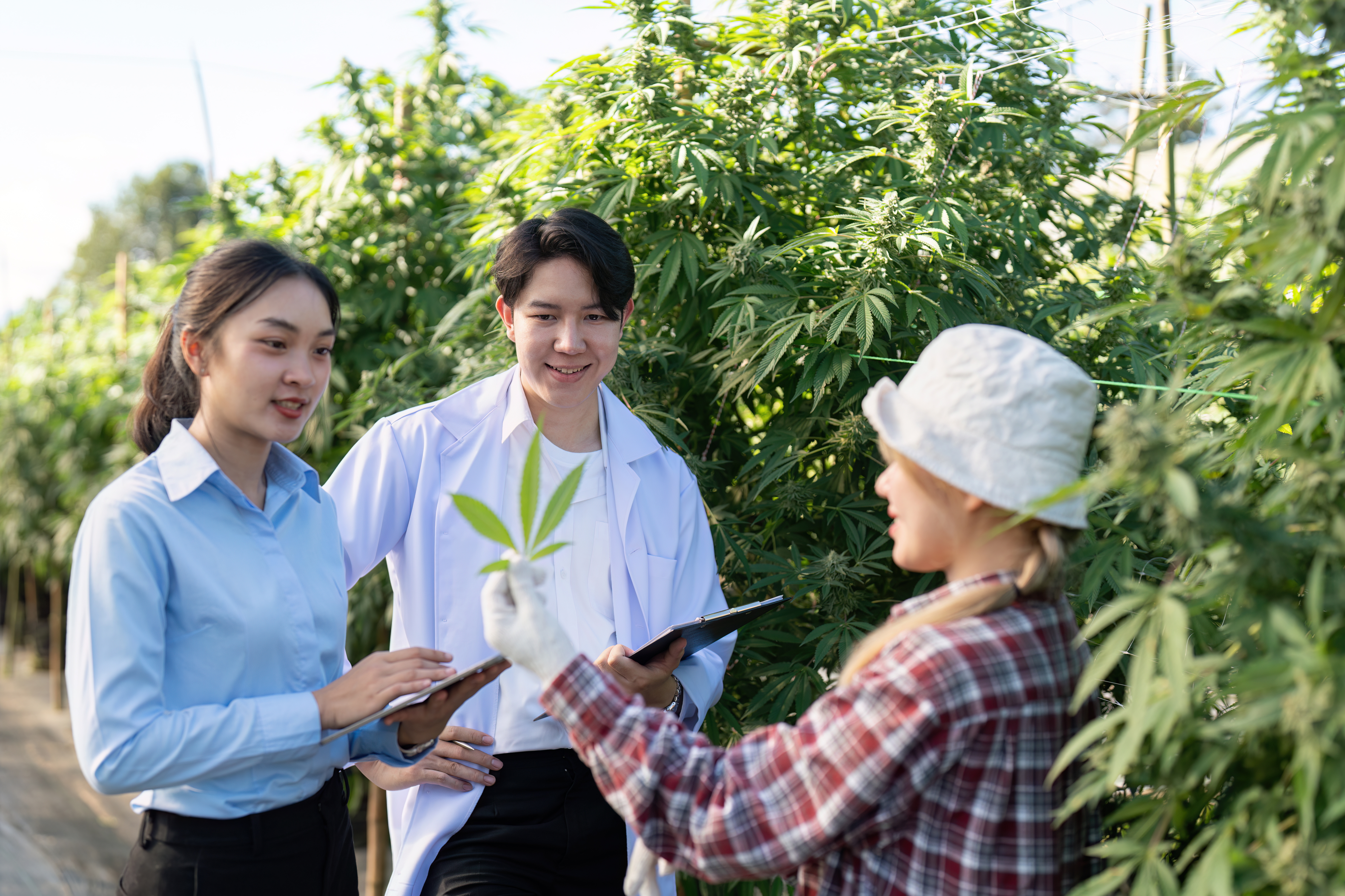 researching cannabis cultivation techniques greenh 7bbbb21ff6e194a1e8d6