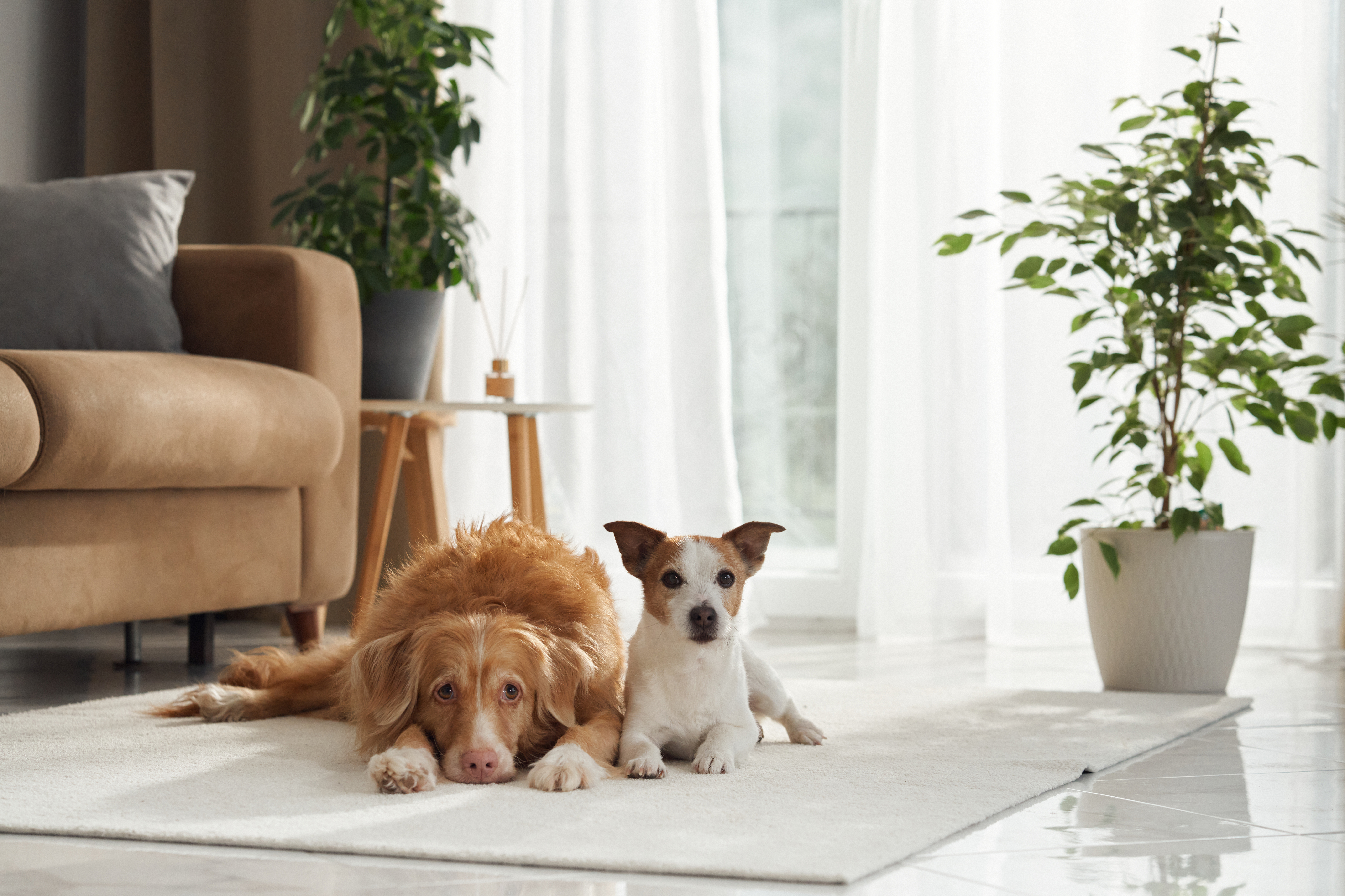 pet sitting tallahassee