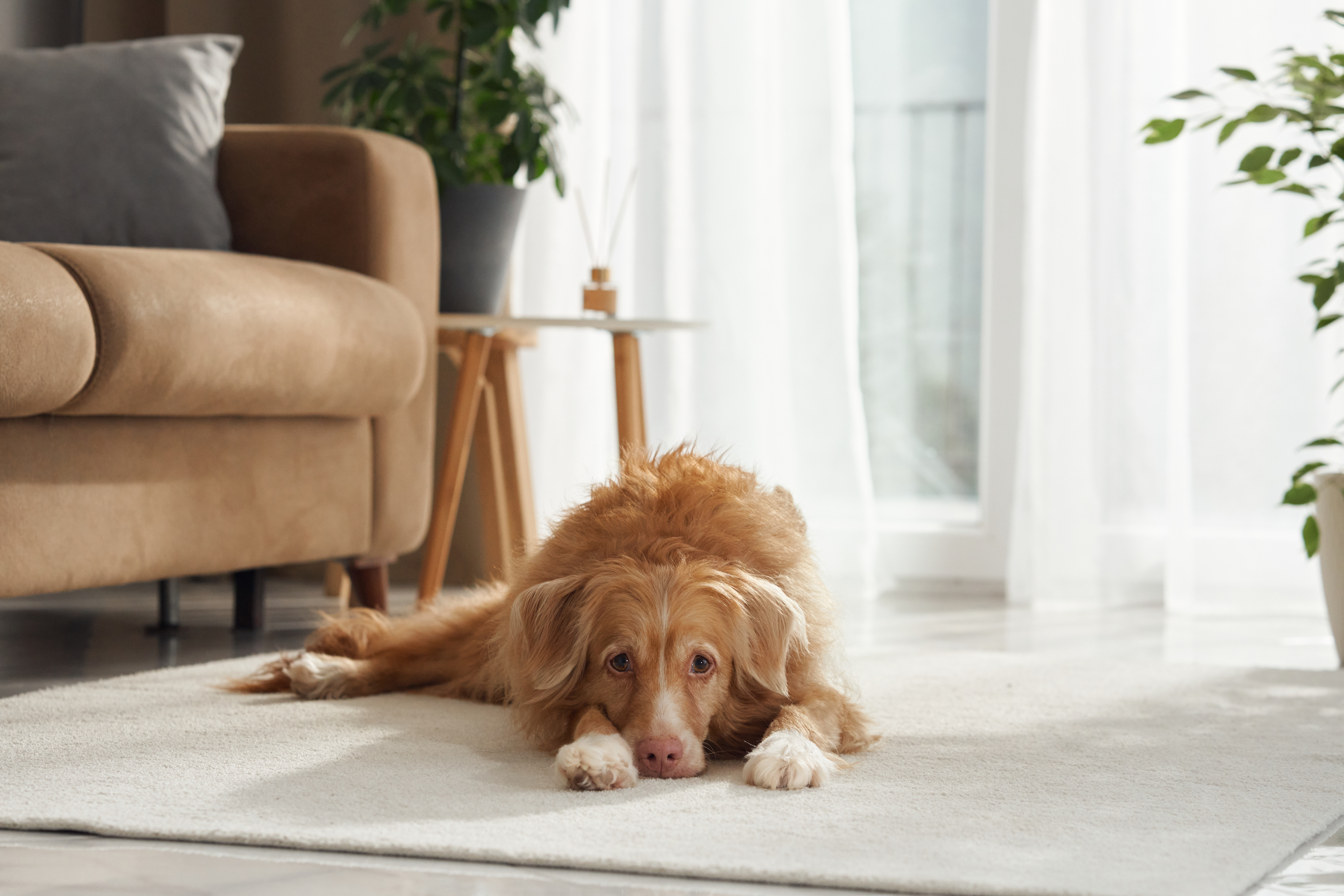 Empathic Pet Sitter in Tallahassee