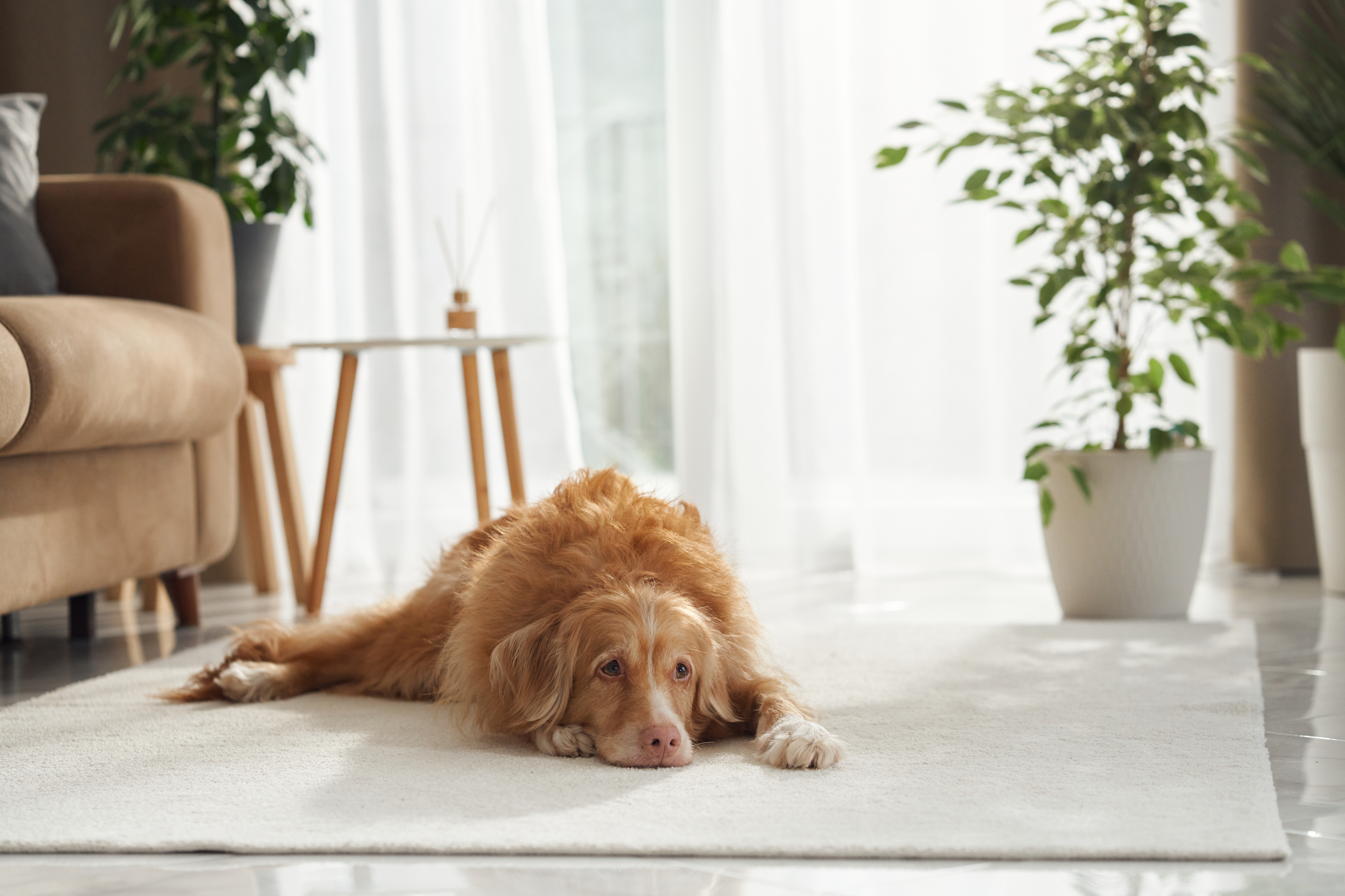 Empathic Pet Sitter in Tallahassee