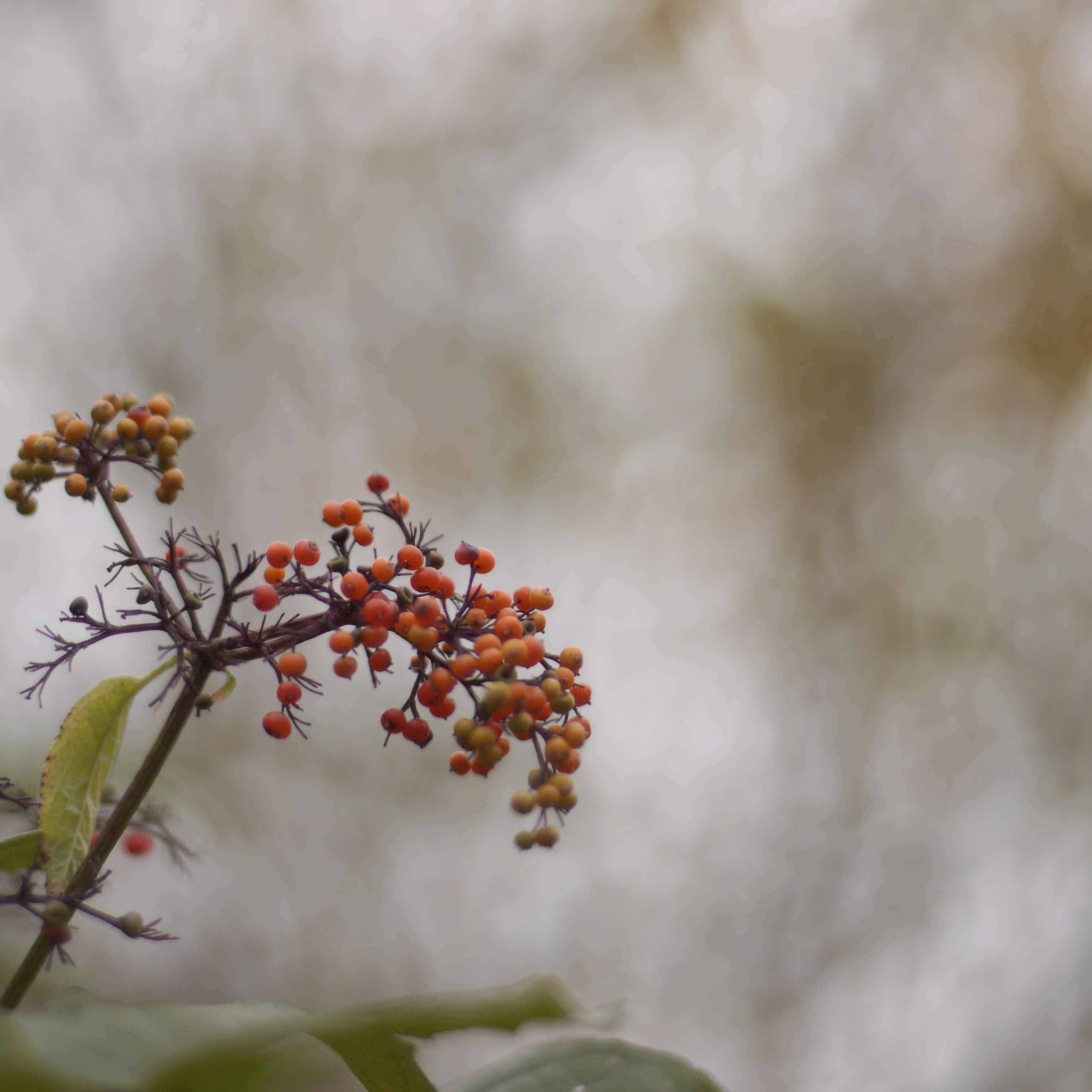 sambucus d3ceff2c549d1945014f