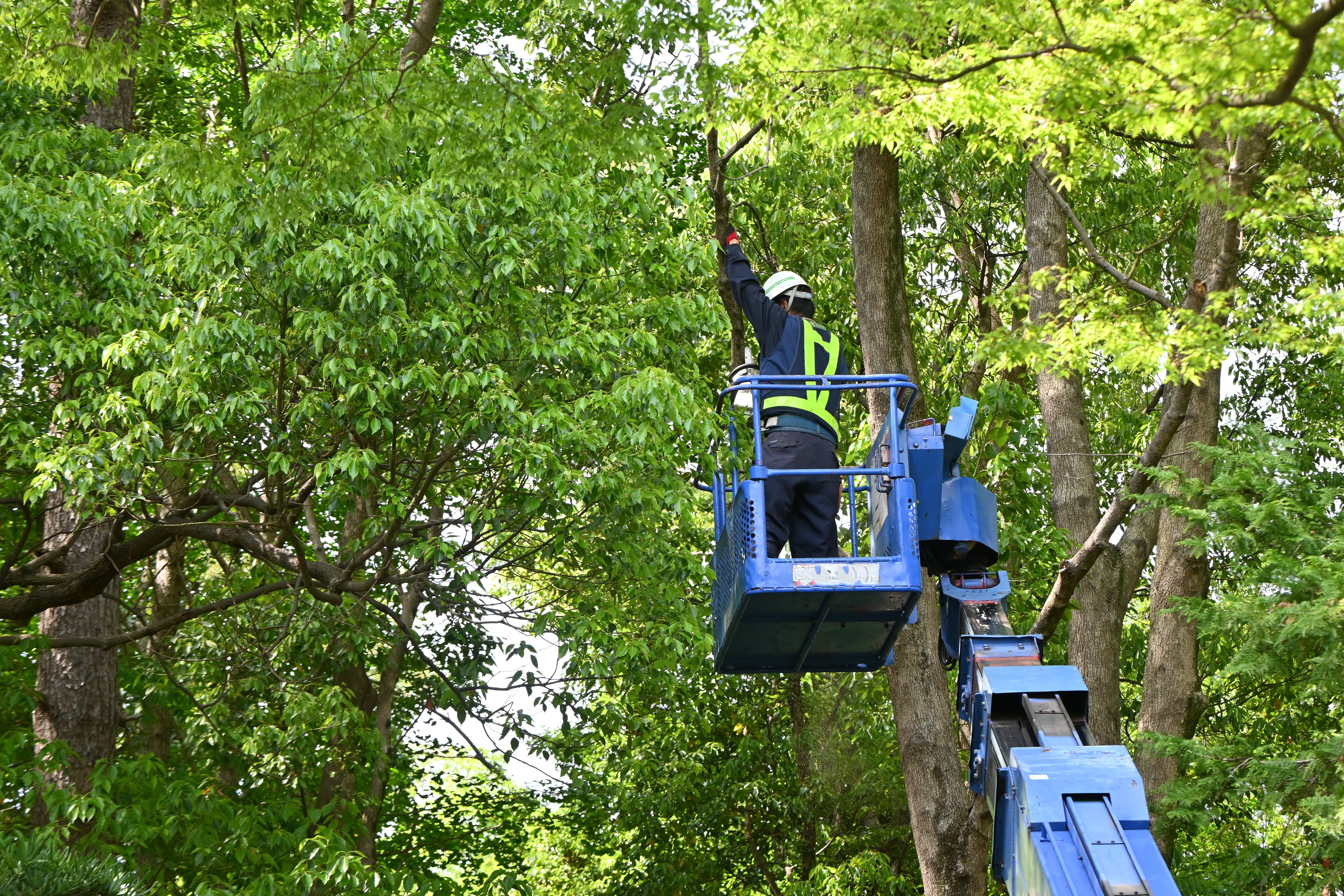Tree Pruning Near Me: How to Choose the Right Service for Your Needs 1 scene of felling the branches of a large tree in a bd1dcb1a5a936b4040ed