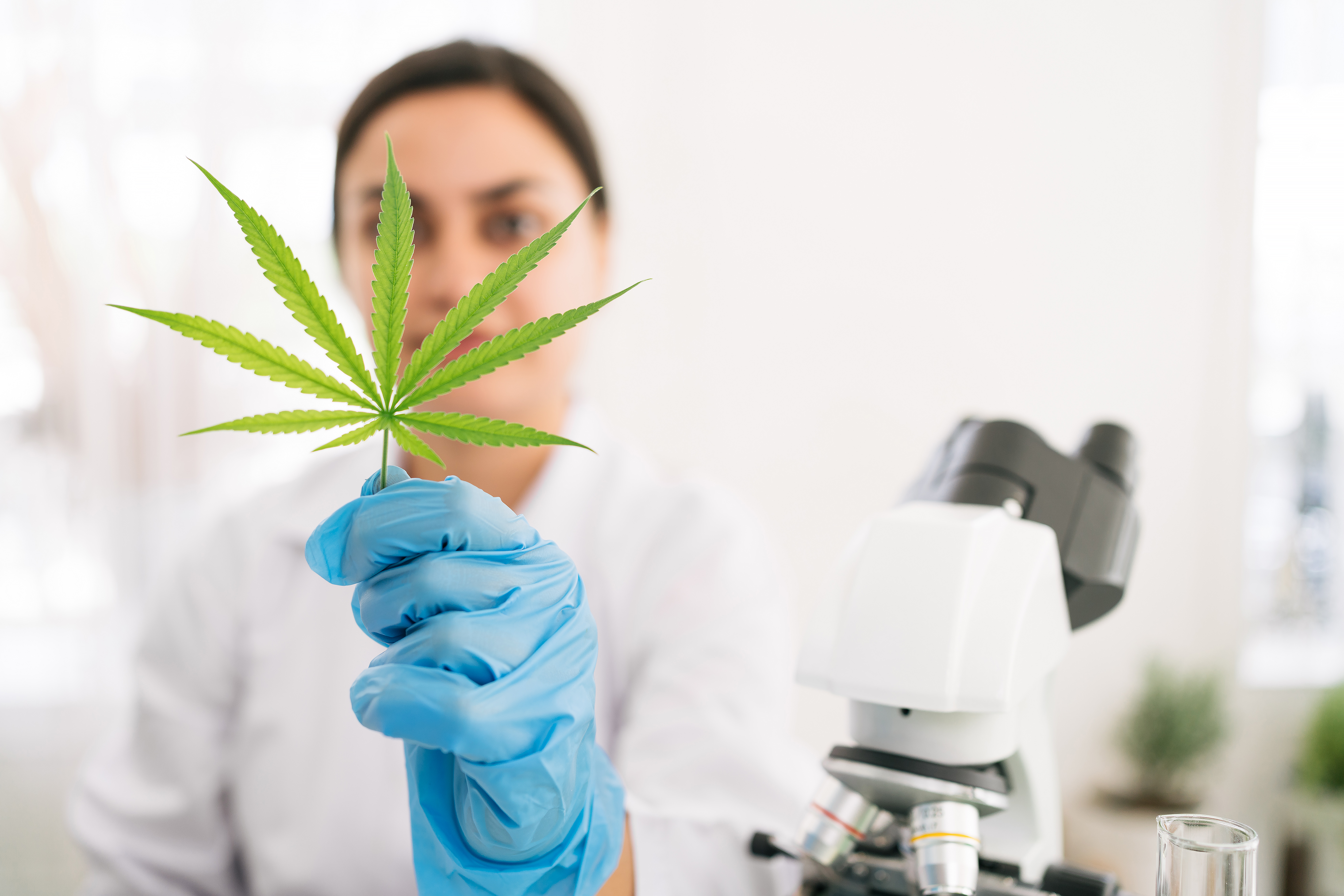 Why Quality Assurance in Cannabis Matters: Behind the Scenes at Elevation 6420