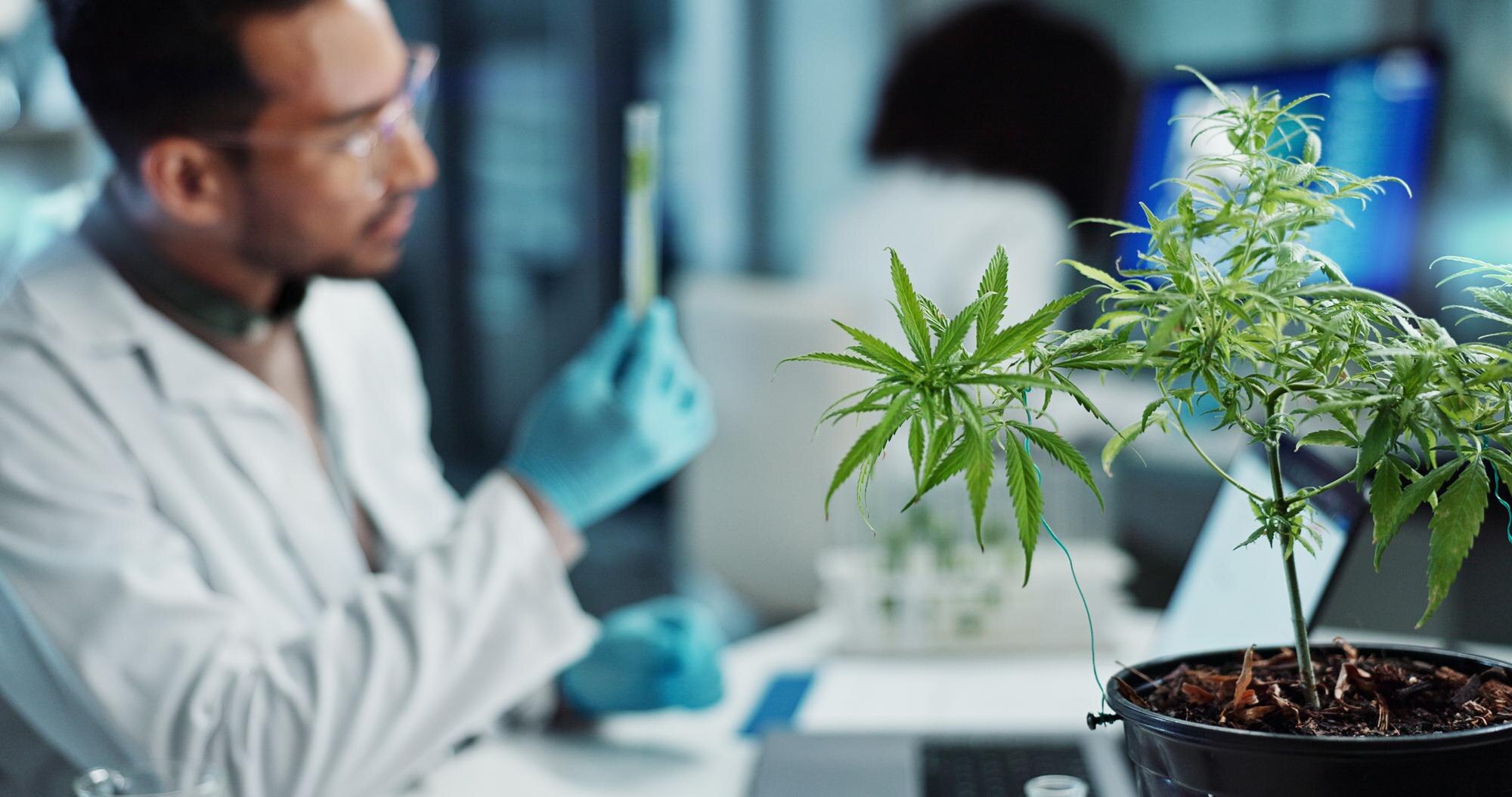 Why Rigorous Product Testing is a Game-Changer for Cannabis Safety
