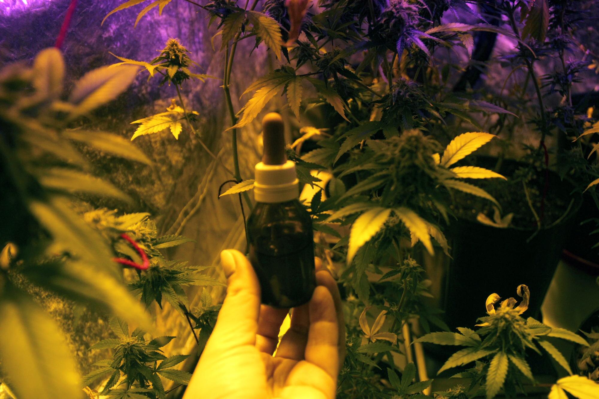 Connected Cannabis Platforms: The Advantage Dispensaries and Brands Can’t Ignore