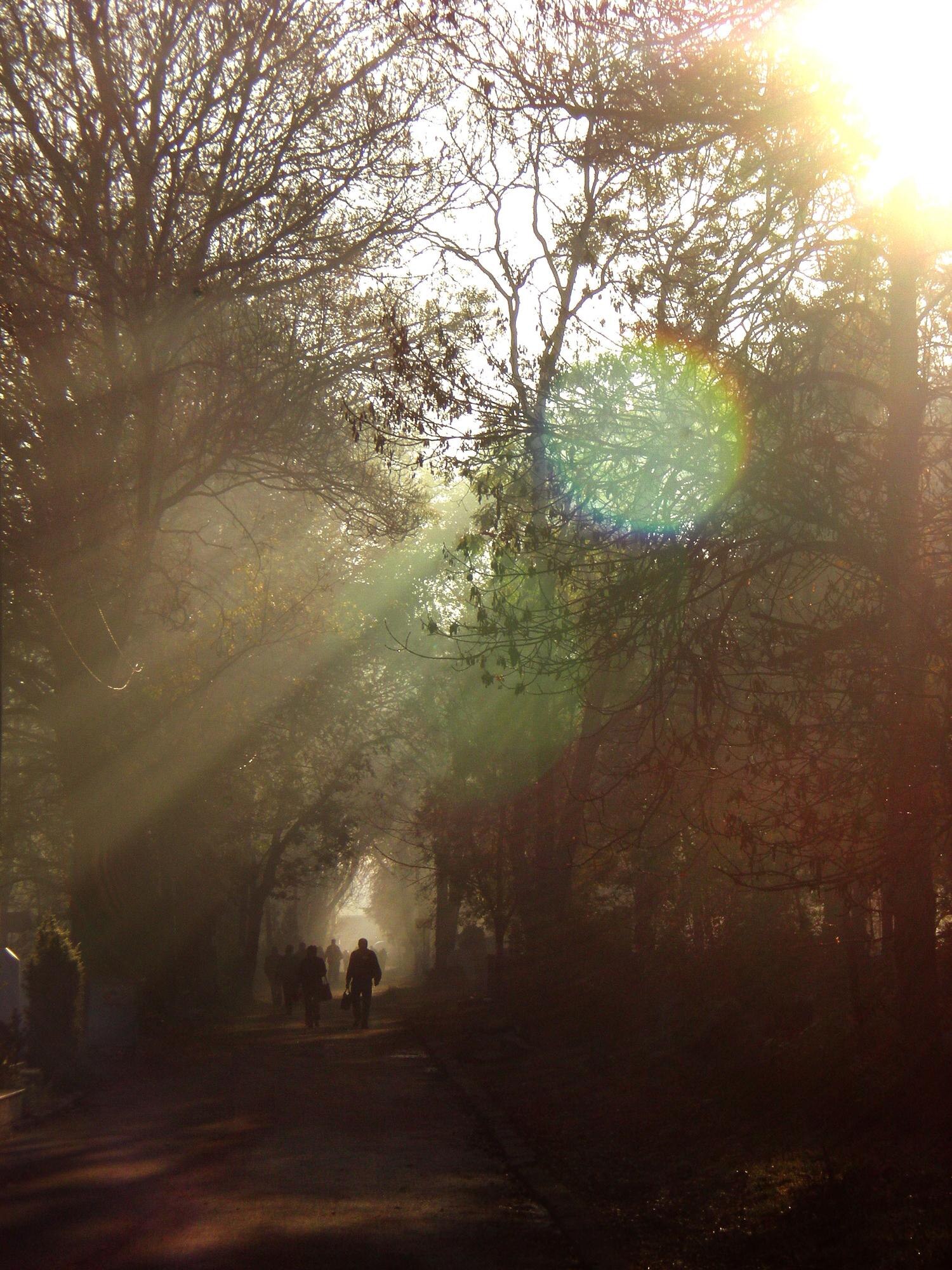 silhouette trees in forest during sunset 954fd29ef78e9d72920d