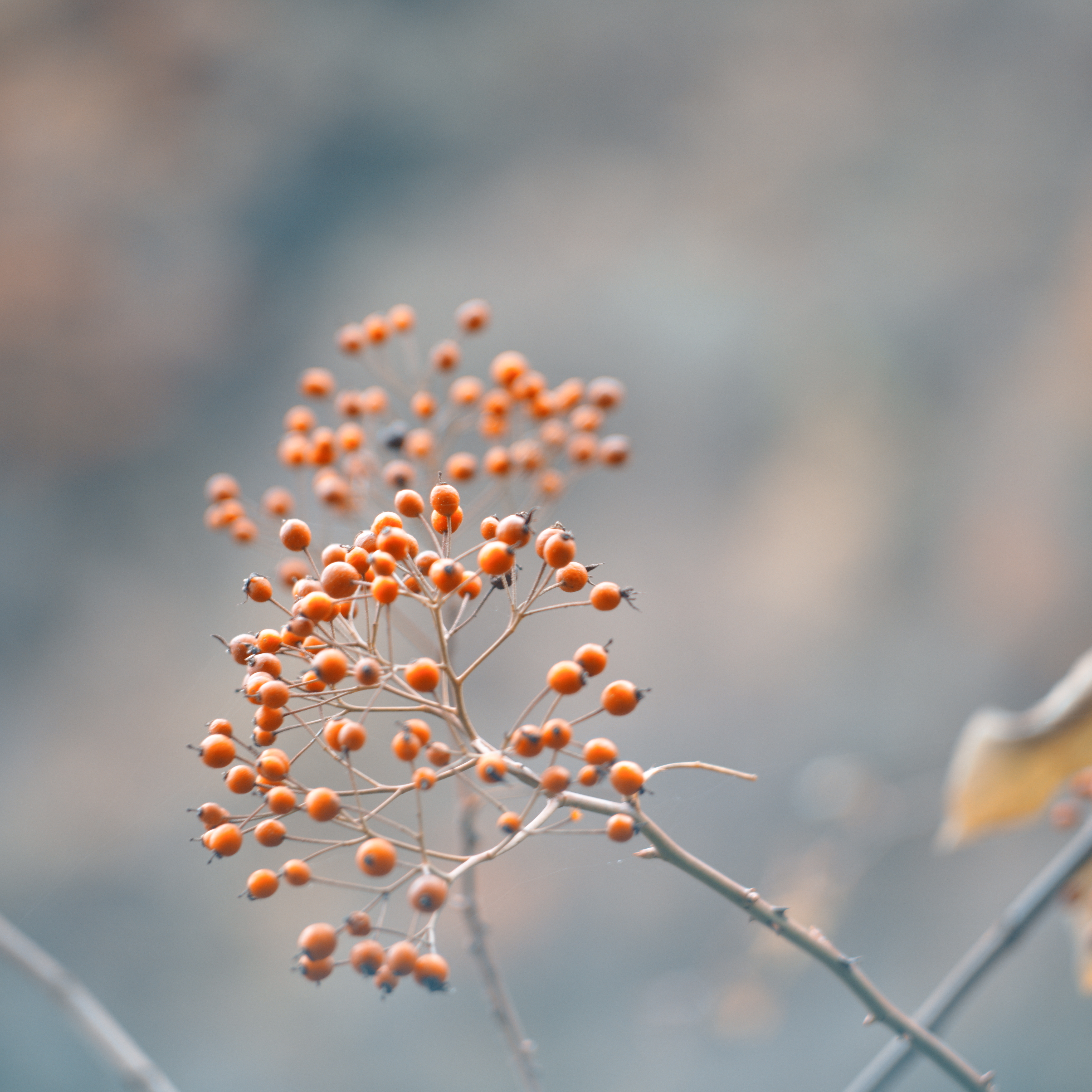 sorbus sulphureus can reach 8f929daab777dac49b35