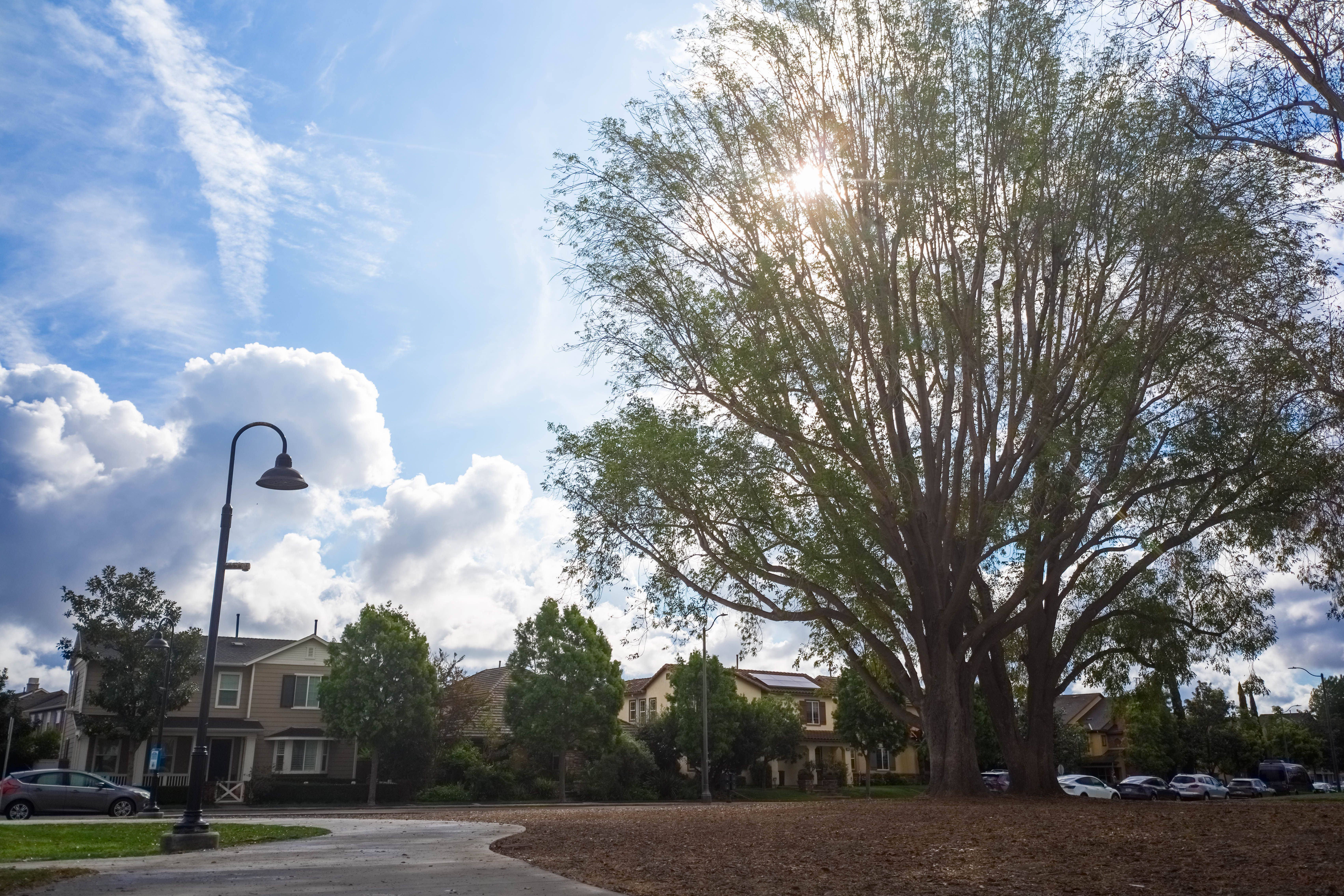 Featured image: Suburban park scene with a large tree and houses-f072e3f1e2916cc07f14
