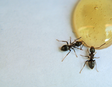 sugar ant infestation, Portland exterminator, bloom pest control, pest control near me, sugar ant pest control, 
