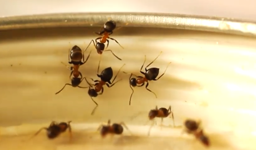 sugar ant infestation, Portland exterminator, bloom pest control, pest control near me, sugar ant pest control, 